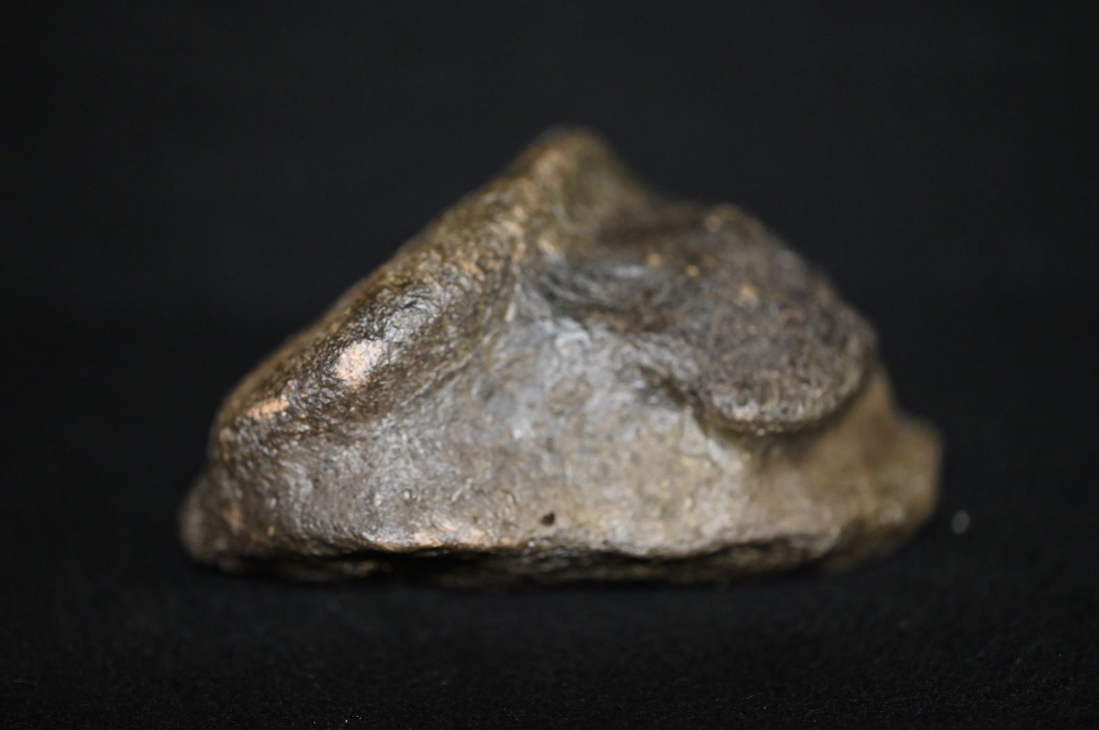 4" Mastodon Fossil Toe Bone Found in Iowa.: 4" Mastodon Fossil Toe Bone Found in Iowa.