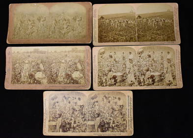 5 Stereoscope Cards - African Americans in Cotton and Tobacco Fields/Largest Tobacco Field in 1900 (1 of 8)