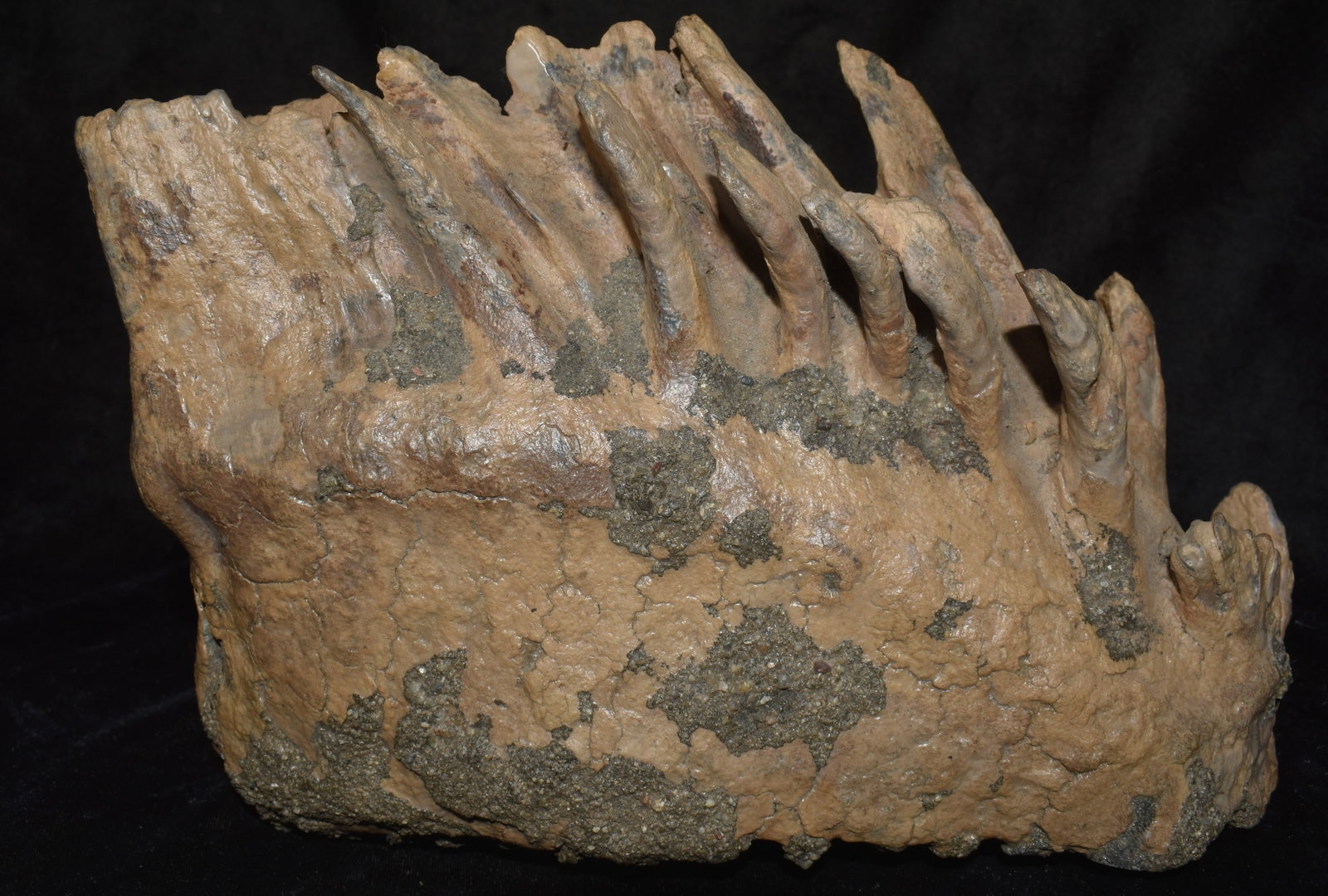 8 3/4" Museum Grade Mammoth Tooth found in Northern Missouri by Jeff Gower: 8 3/4" Museum Grade Mammoth Tooth found in Northern Missouri by Jeff Gower. With roots still intact this is an awesome specimen.