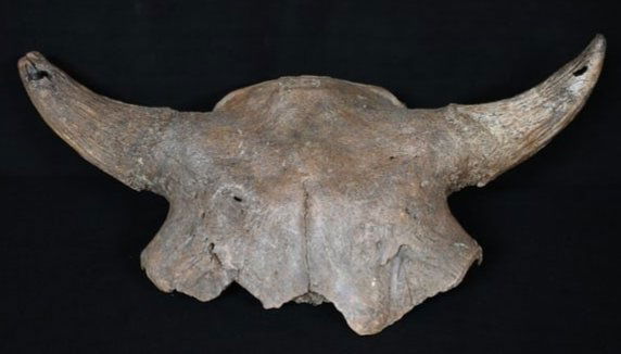 23 1/4" American Bison Skull Found in Western Iowa. (1 of 4)