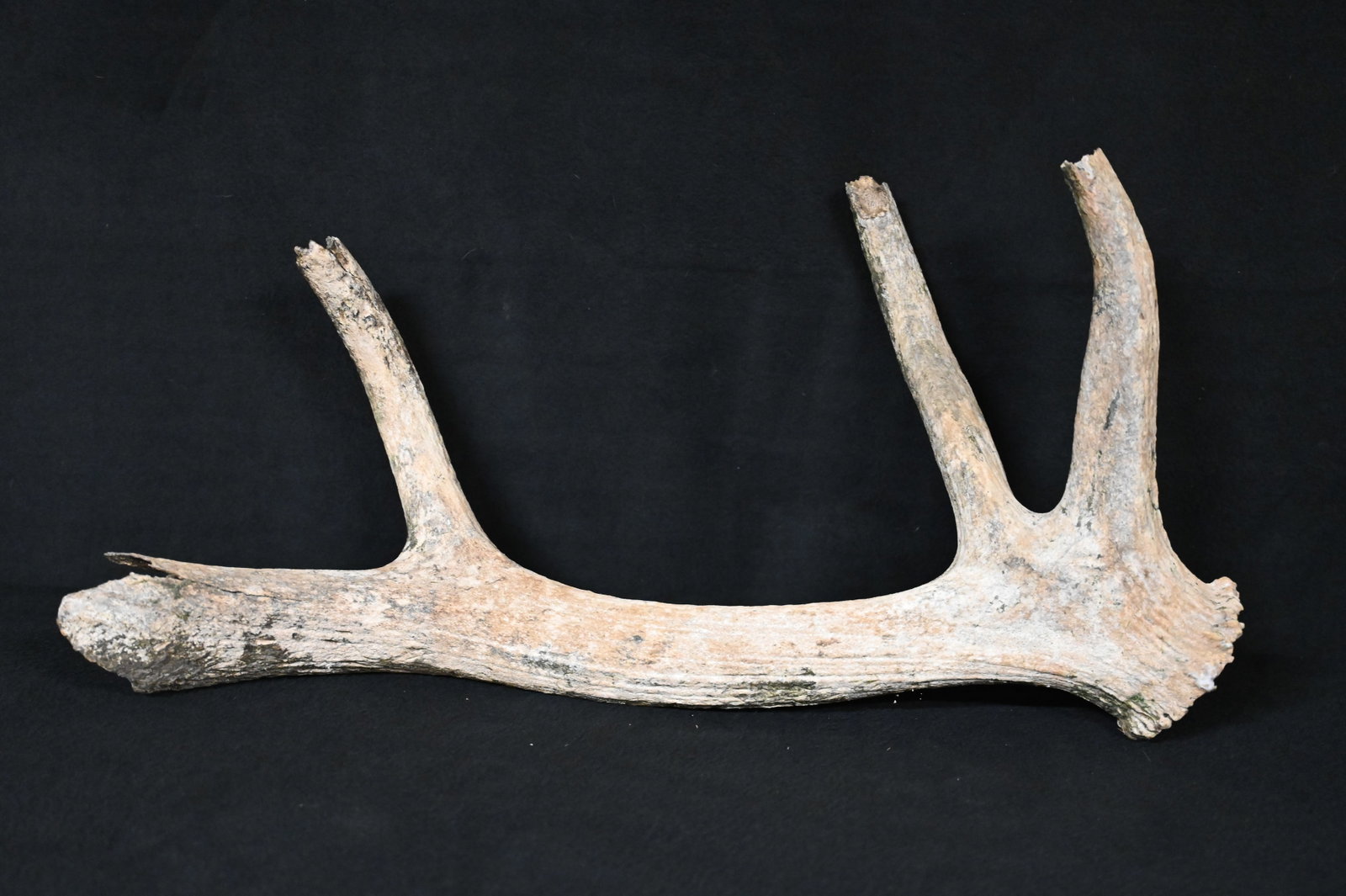 25 1/2" Extinct Eastern Elk Antler Found in Western Iowa: 25 1/2" Extinct Eastern Elk Antler Found in Western Iowa