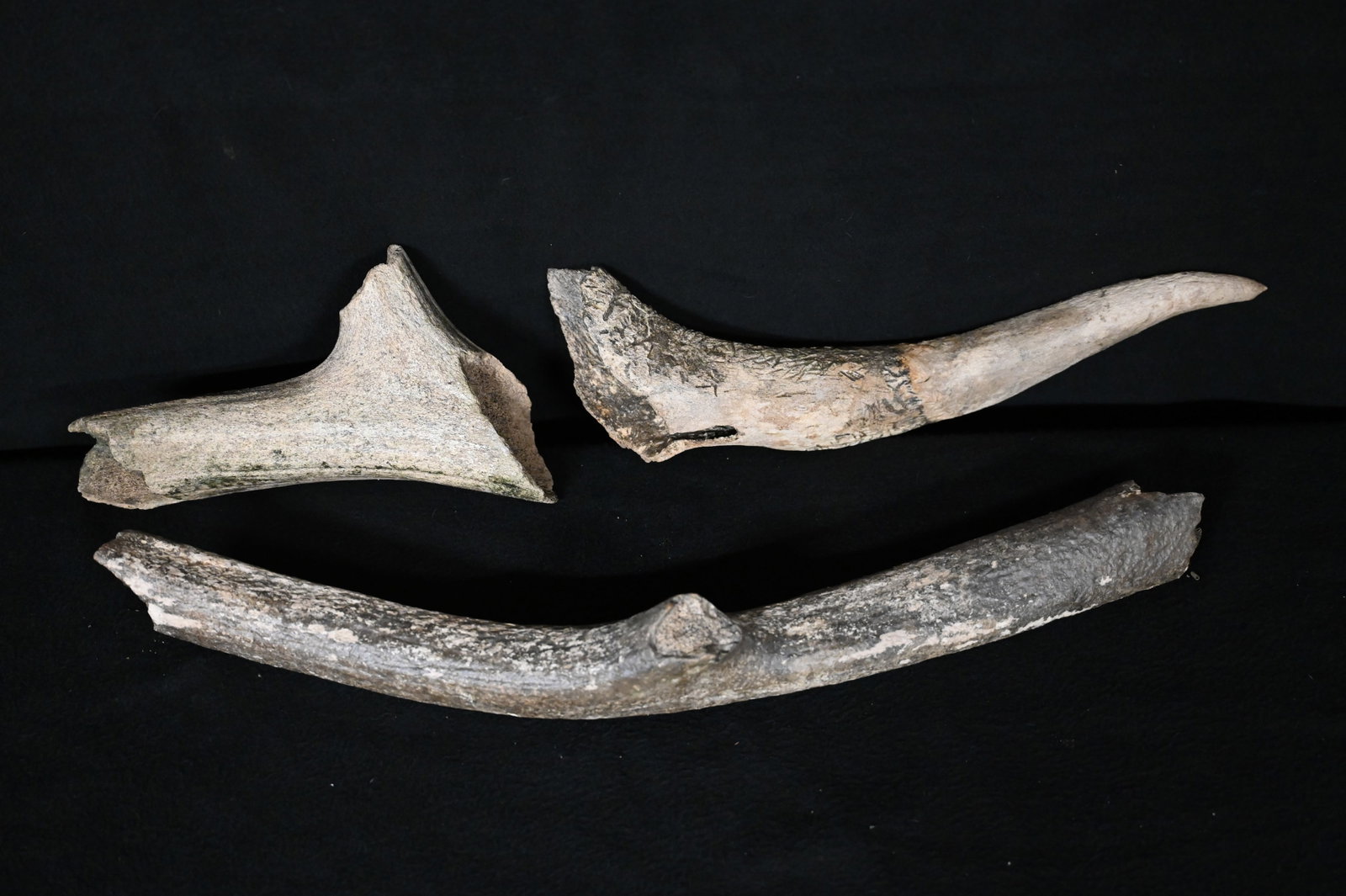 22" Extinct Eastern Elk Antler 3 Pieces Found in Western Iowa: 22" Extinct Eastern Elk Antler 3 Pieces Found in Western Iowa