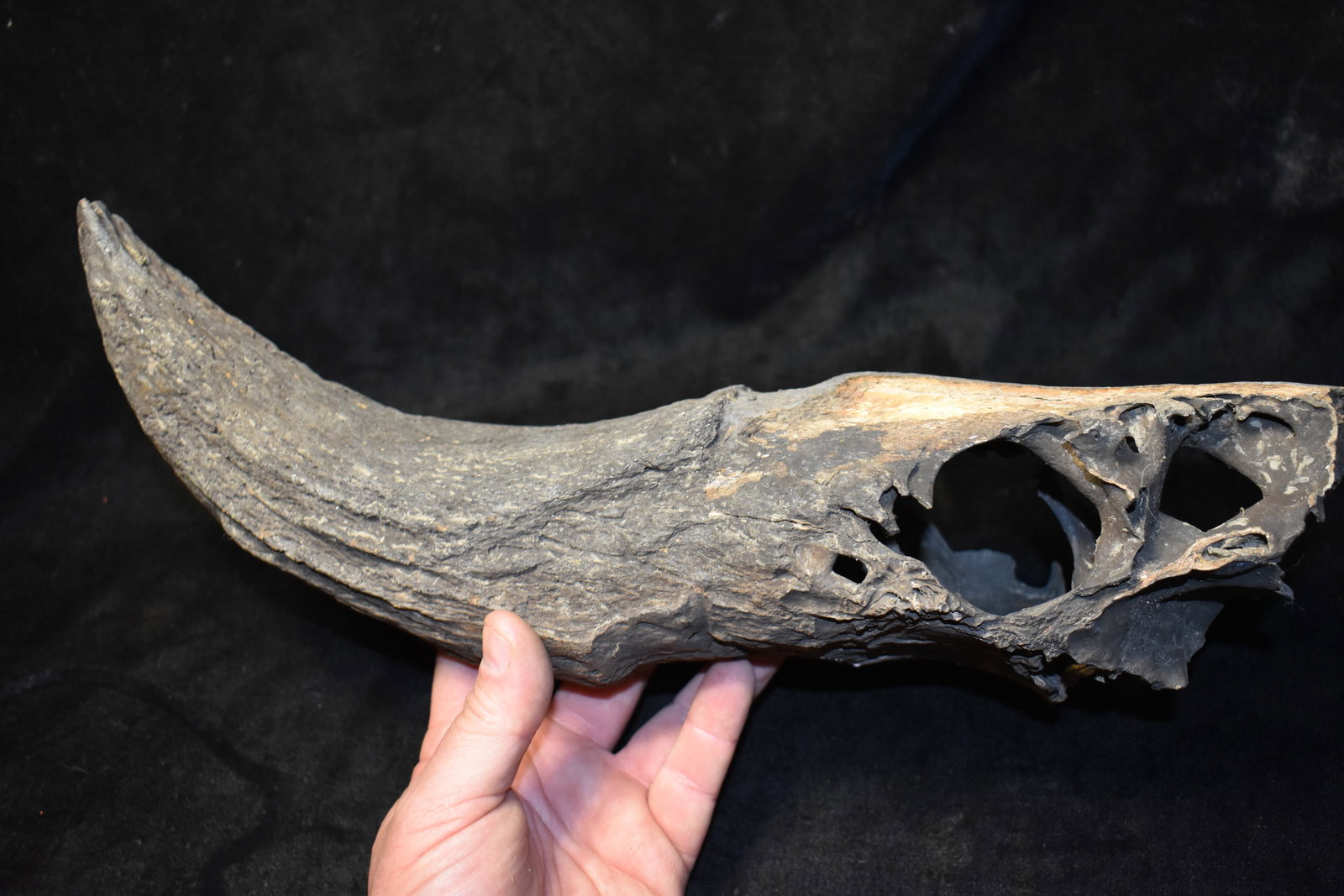 15" Extinct Bison Occidentalis Skull Plate w/ One Horn (1 of 7)