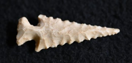 1 7/16" Scallorn Found in Scott Co. Missouri Ex: Joe Didden Collection: 1 7/16" Scallorn Found in Scott Co. Missouri Ex: Joe Didden Collection. Key words: Ancient, Prehistoric Native American Indian Artifacts, Arroweads, Stone Tools