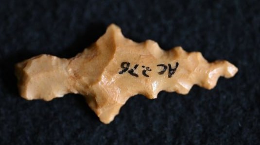 7/8" Finely Made Sequoyah or Scallorn Arrowhead found in Cooper County, Missouri: 7/8" Finely Made Sequoyah or Scallorn Arrowhead found in Cooper County, Missouri. From the life time collection of James Bond. Key words: Ancient, Prehistoric Native American Indian Artifacts, Arrowea