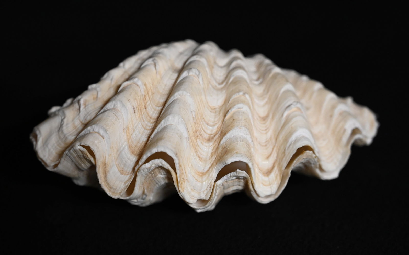 White Clamb Shell Pair Found in the Red Sea Area 5 1/8" Long. (1 of 7)