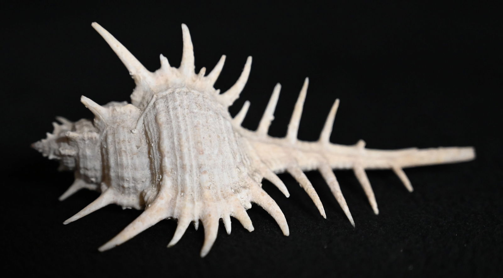 Venus Comb Murex Shell Found in The Red Sea Area 3 3/4" Long Very Rare. (1 of 5)