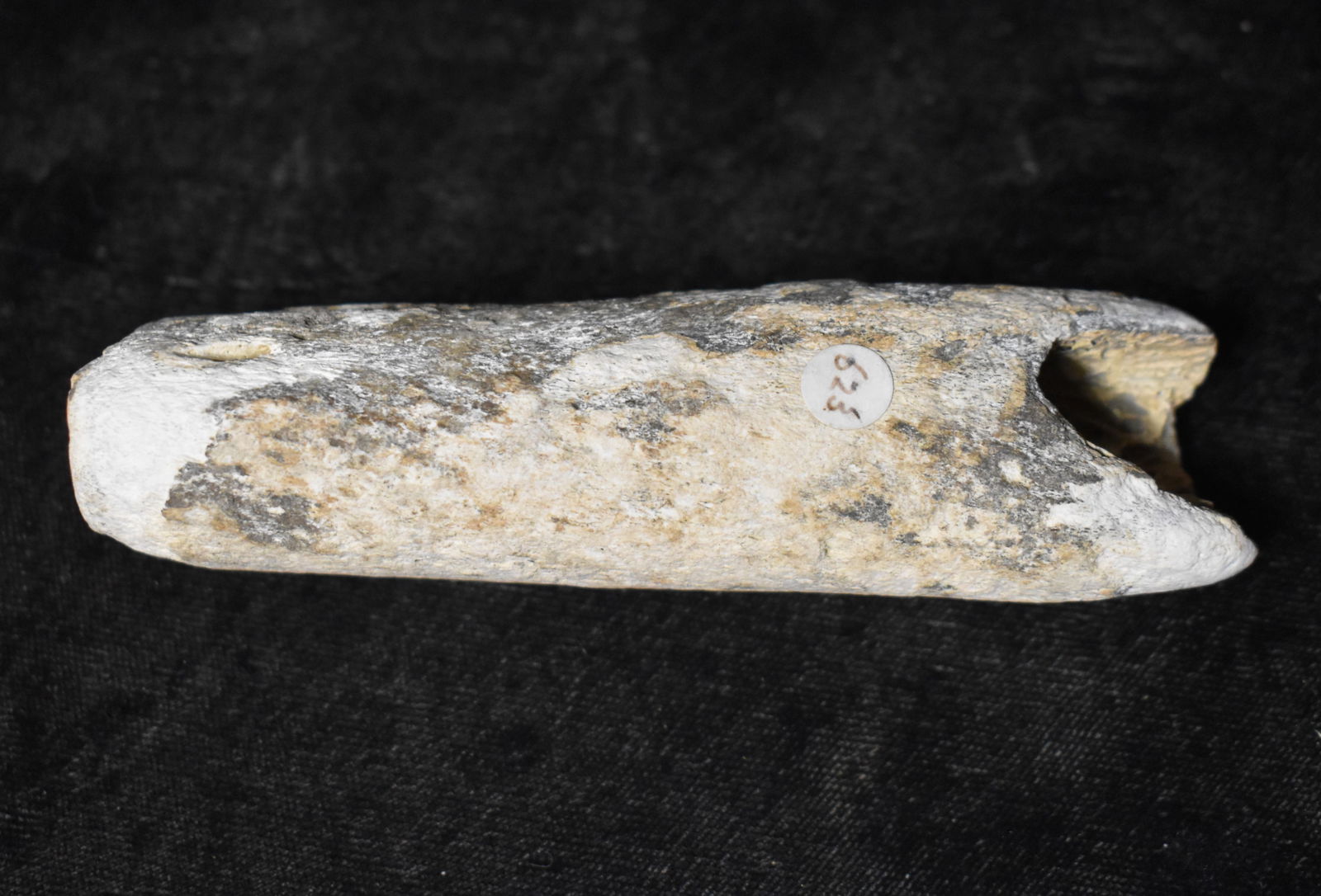 4 3/16" Bone Cloud Blower Pipe Found in Illinois Ex: Joe Didden Collection.: 4 3/16" Bone Cloud Blower Pipe Found in Illinois Ex: Joe Didden Collection. Key words: Ancient, Prehistoric Native American Indian Artifacts, Arrowheads, Stone Tools