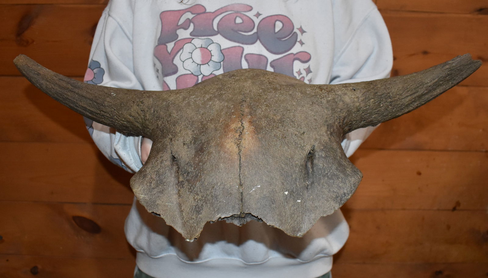 24 1/4"Extinct Occidentalis Bison Skull Fossil found in SW Iowa (1 of 8)