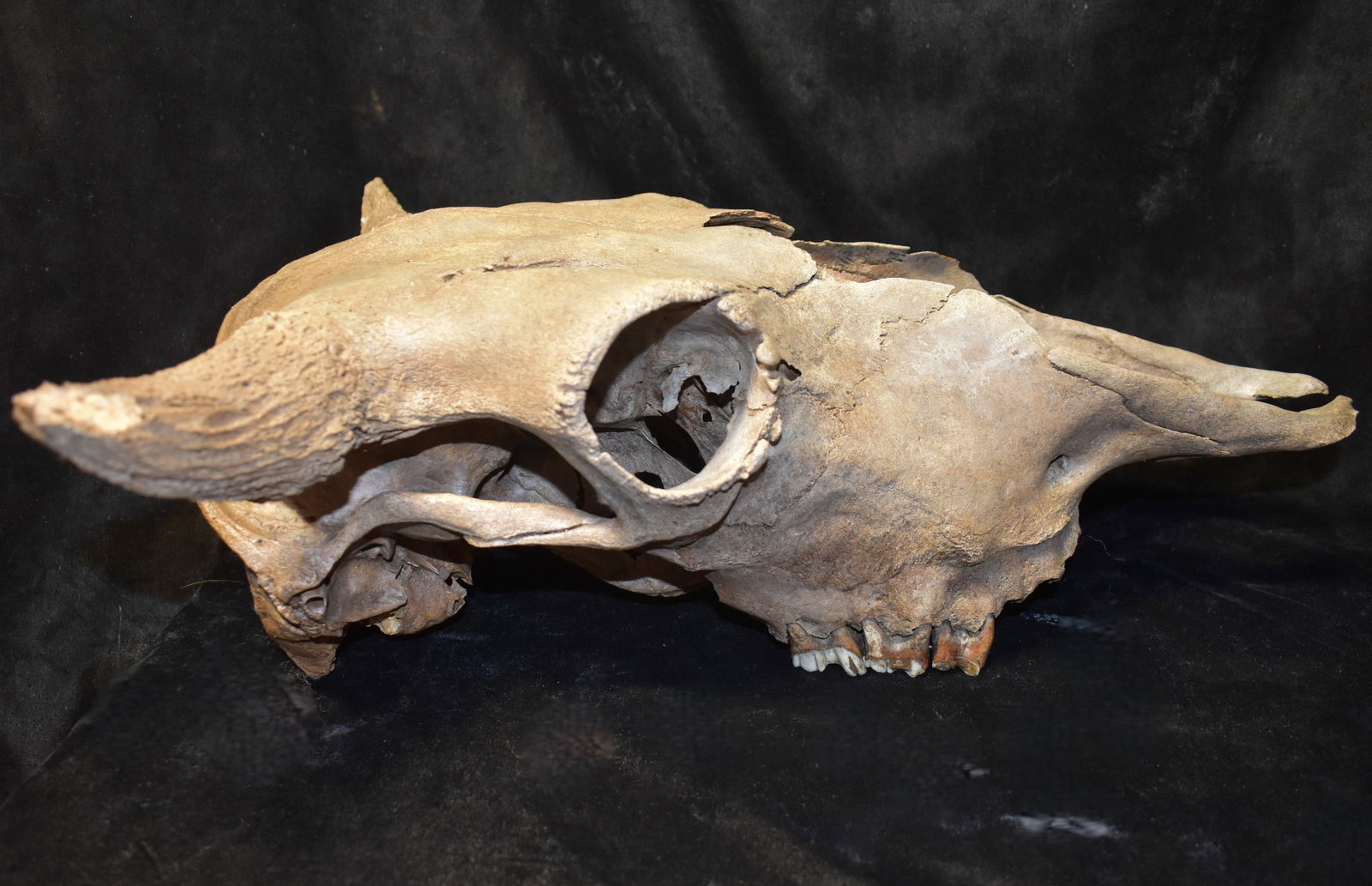 17 1/2" Wide American Bison or Buffalo Skull found in SW Iowa (1 of 7)