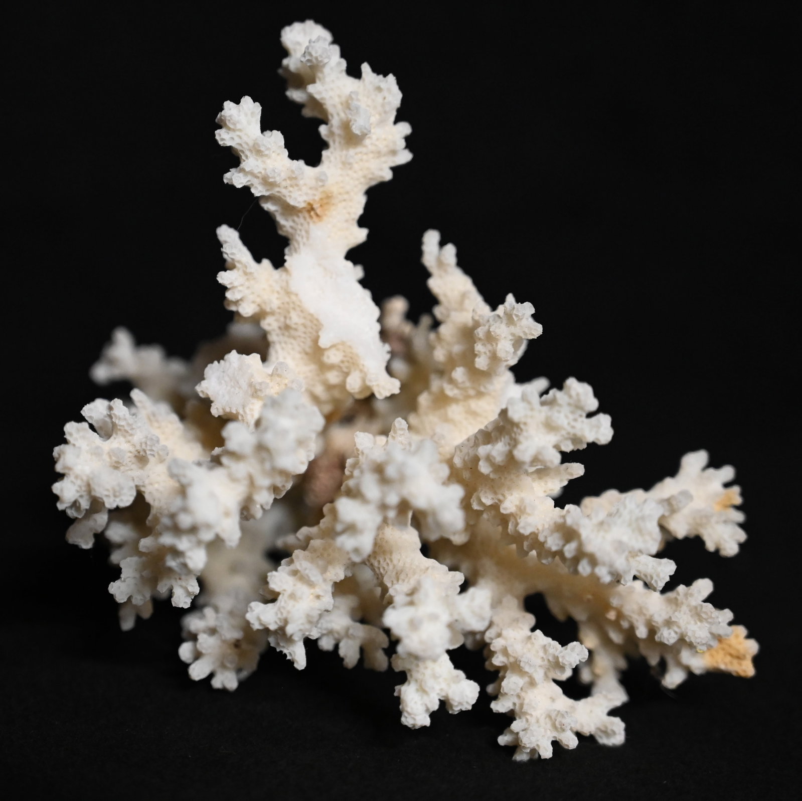 Grand Corail Blanc Found in the Red Sea Area 6" Tall. Collected over 50 years ago by American: Grand Corail Blanc Found in the Red Sea Area 6" Tall. Collected over 50 years ago by American Husband and Wife Teachers while they lived and taught there.