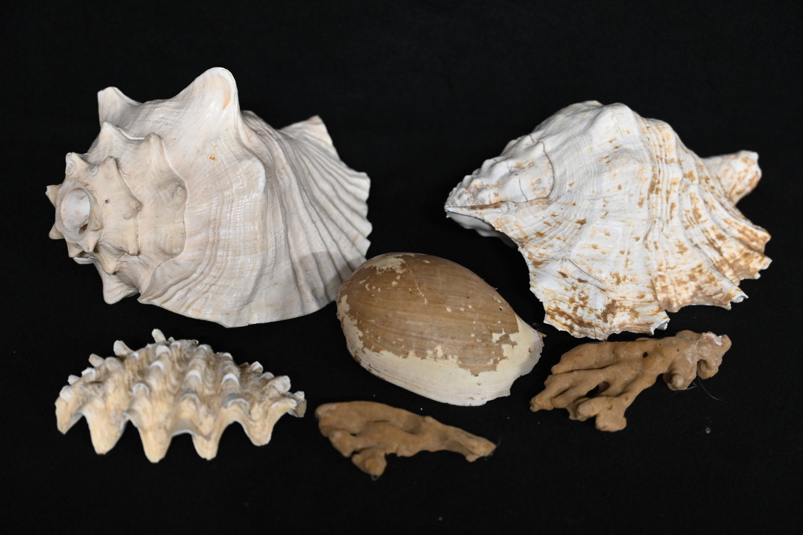 Collection of Red Sea Shells. Largest is 9 inches long.: Collection of Red Sea Shells. Largest is 9 inches long.