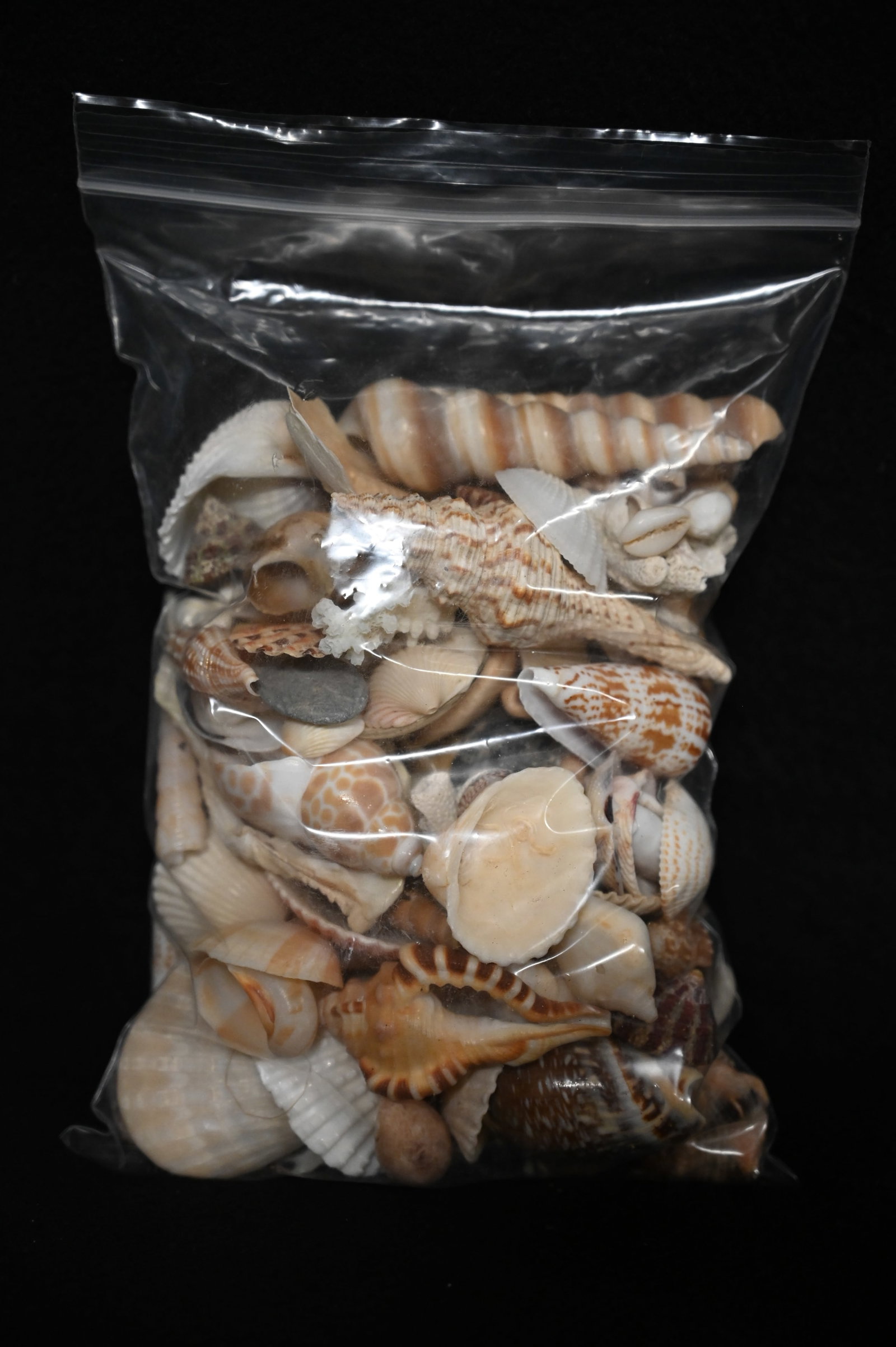 Mixed Bag of Sea Shells Found in The Red Sea Area.: Mixed Bag of Sea Shells Found in The Red Sea Area.
