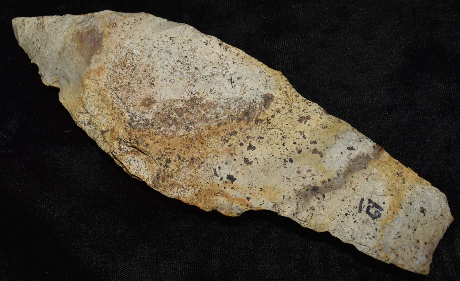 7 1/16" Sedalia Preform found in Cooper County, Missouri (1 of 7)