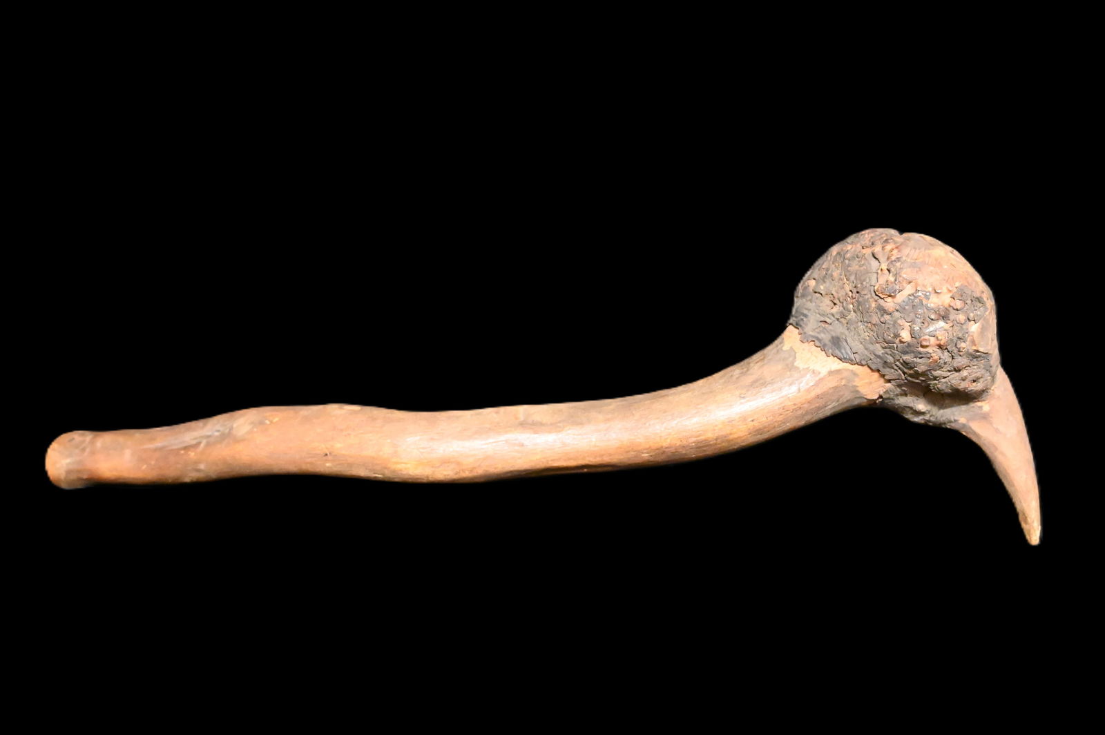 27" Penobscot Burl War Club (1 of 10)