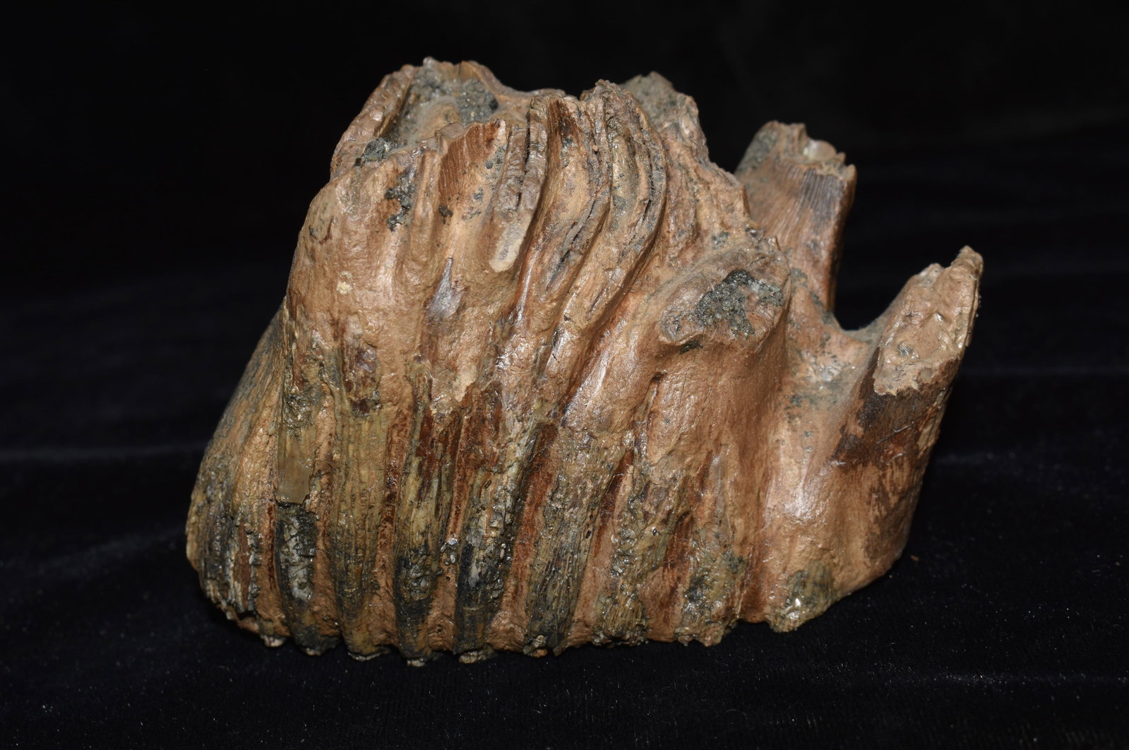 Baby Mammoth Tooth found in Northern Missouri: Baby Mammoth Tooth found in Northern Missouri by Jeff Gower. Baby to juvenile baby teeth are a bit more rare than the adults mammoths. Through their life mammoth's shed their worn teeth many times. Wh