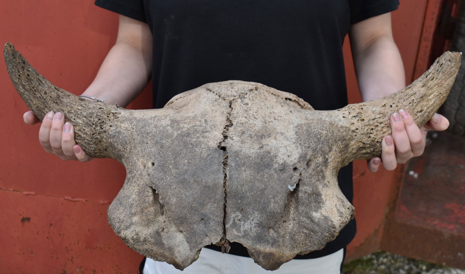 22 3/4" Wide American Bison or Buffalo Skull found in SW Iowa (1 of 9)
