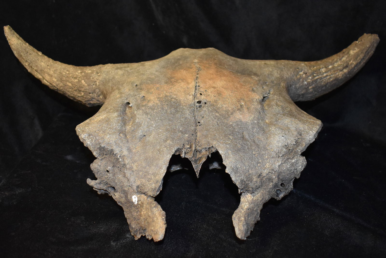 21 1/4" Wide American Bison or Buffalo Skull found in SW Iowa (1 of 6)