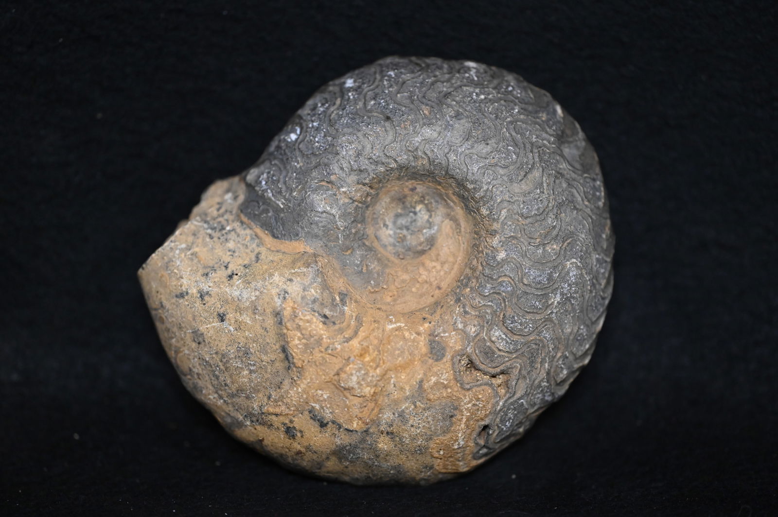 4 7/16" Ammonite Fossil Conch Crystal Raw Specimen (1 of 6)