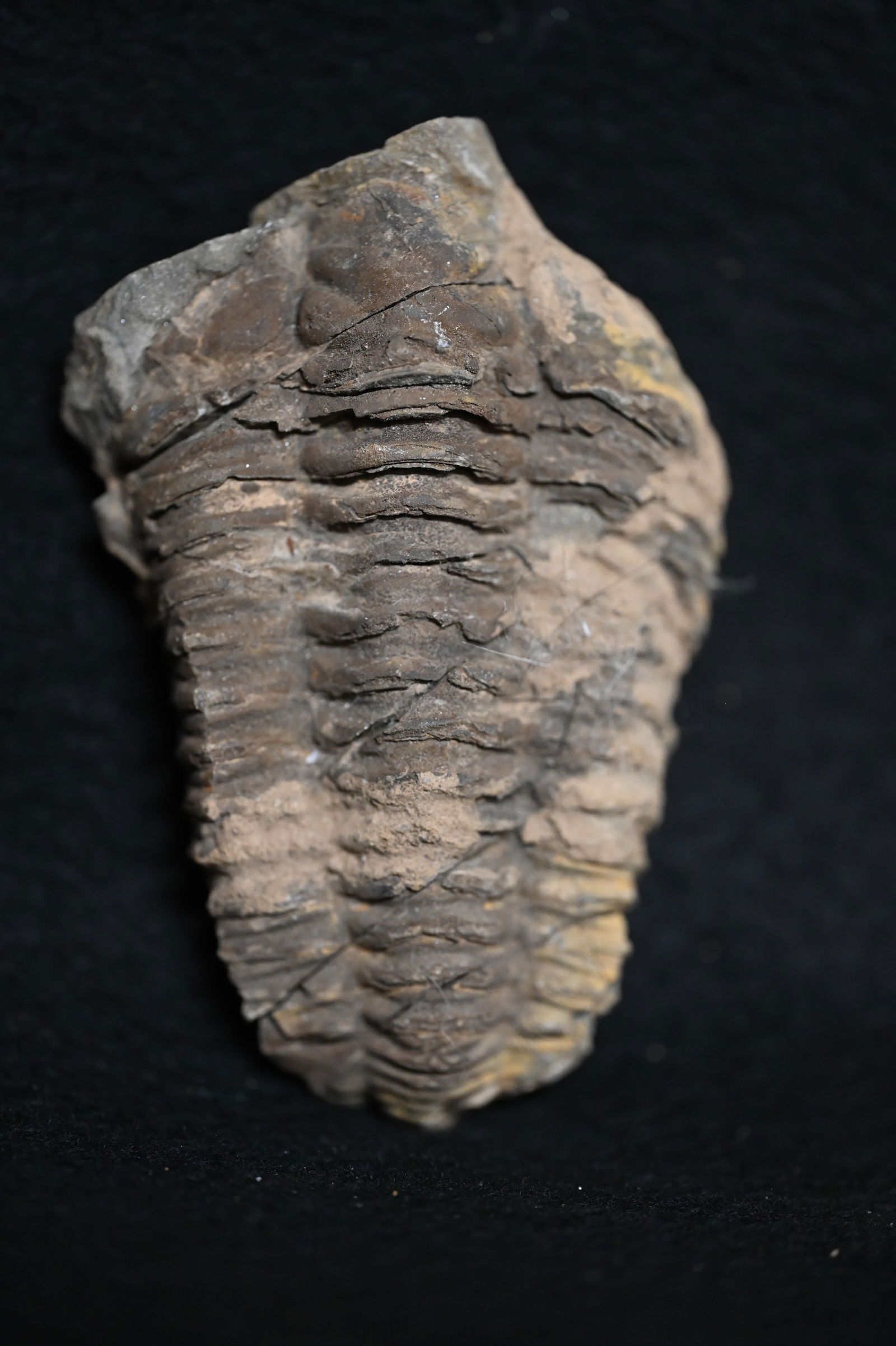 3 15/16" Extinct Trilobite Fossil of the Anthropod Group (1 of 4)