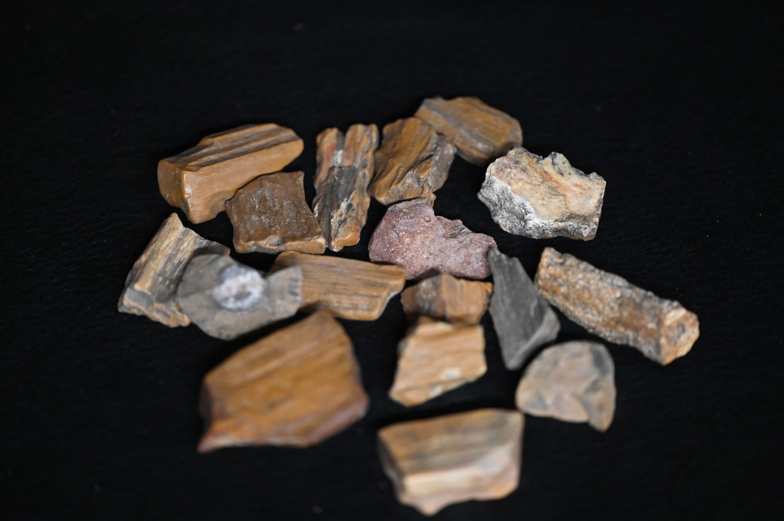 Petrified Palm Wood with Possible Dinosaur Bone Fossils.: Petrified Palm Wood with Possible Dinosaur Bone Fossils.