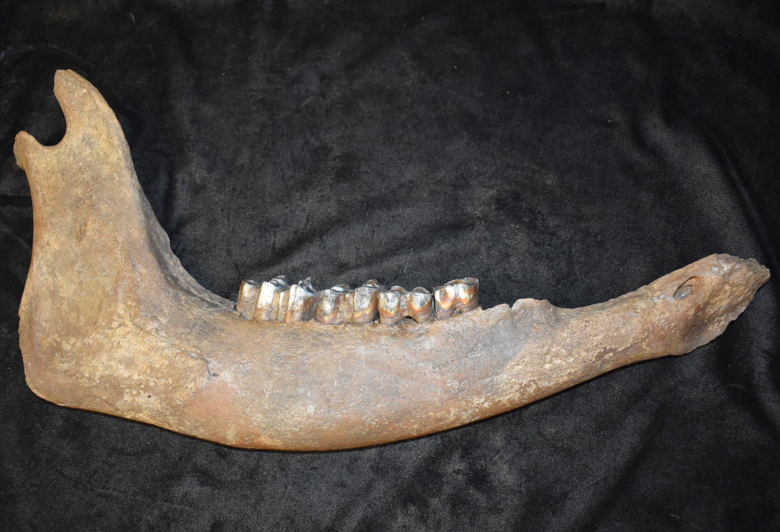 17 1/4" Old Horse Jaw Bone found in SW Iowa: 17 1/4" Old Horse Jaw Bone found in SW Iowa. 1700's to recent times. To large to be a 3 toed horse bone.