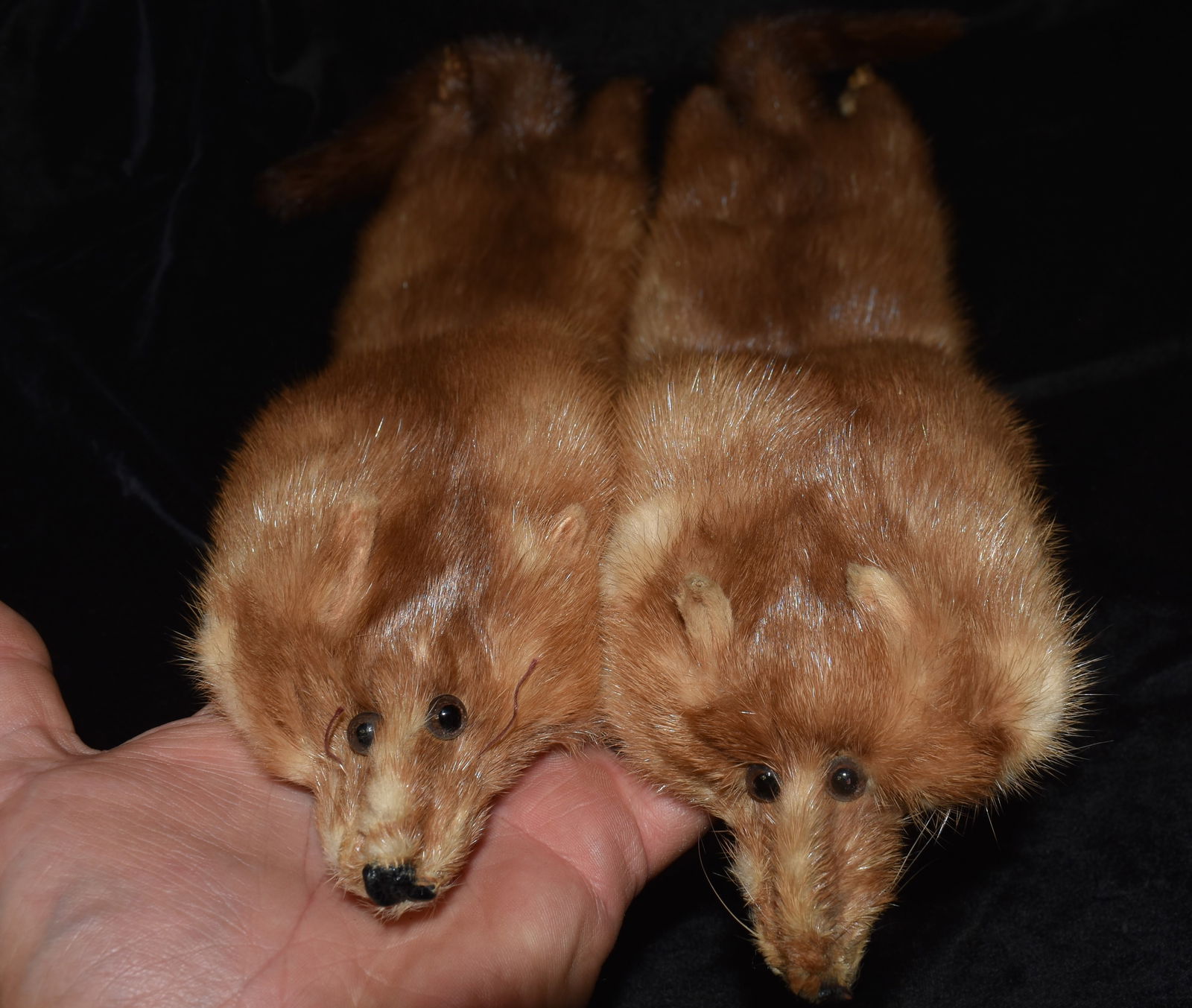 2 Mink Pelts - 24" + (1 of 6)