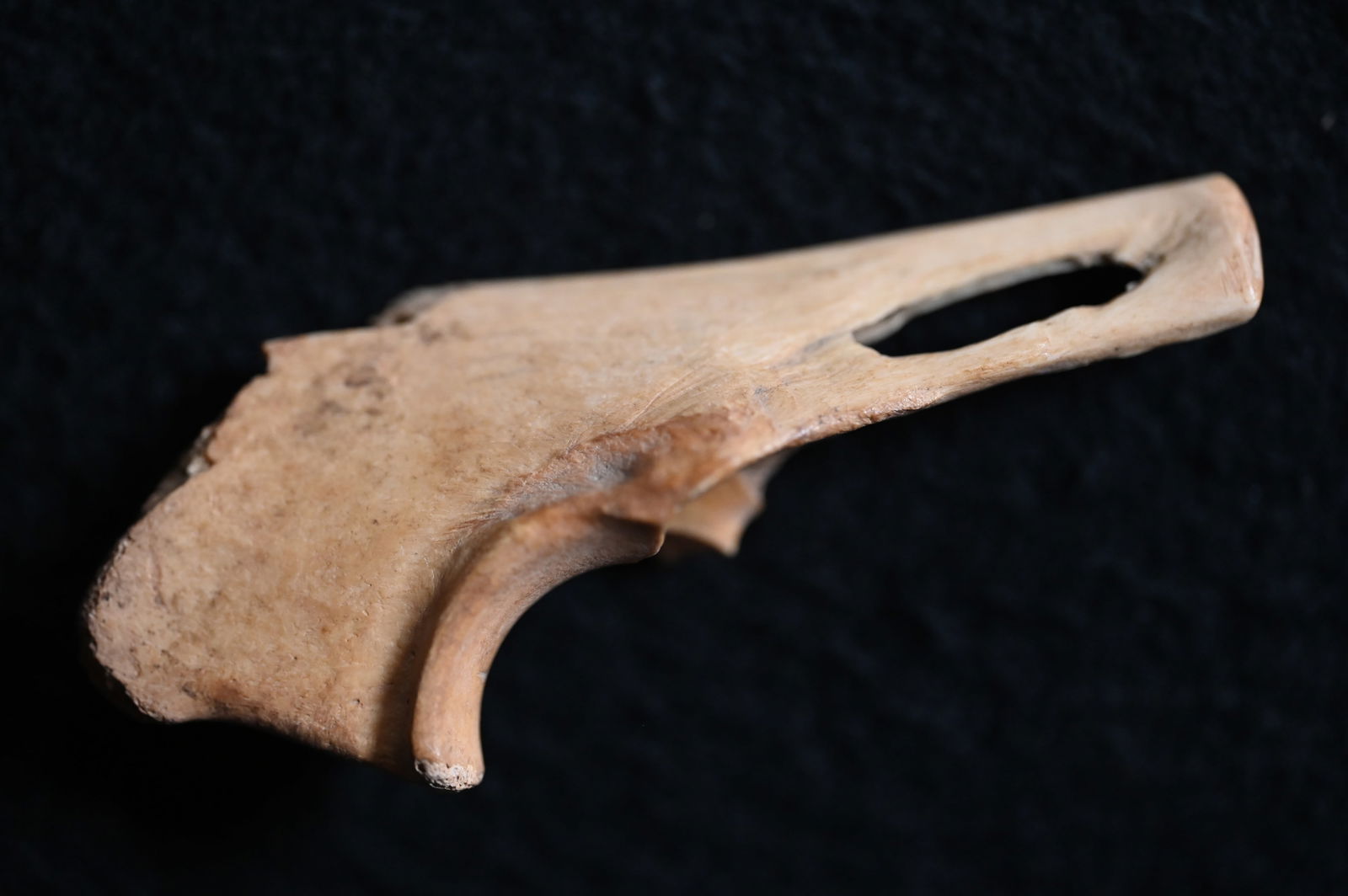 3 3/16" Bone Trigger Awl in mid manufacture state Found in Pulaski Co. Illinois Ex: Drake Terwelp: 3 3/16" Bone Trigger Awl in mid manufacture state Found in Pulaski Co. Illinois Ex: Drake Terwelp Collection.