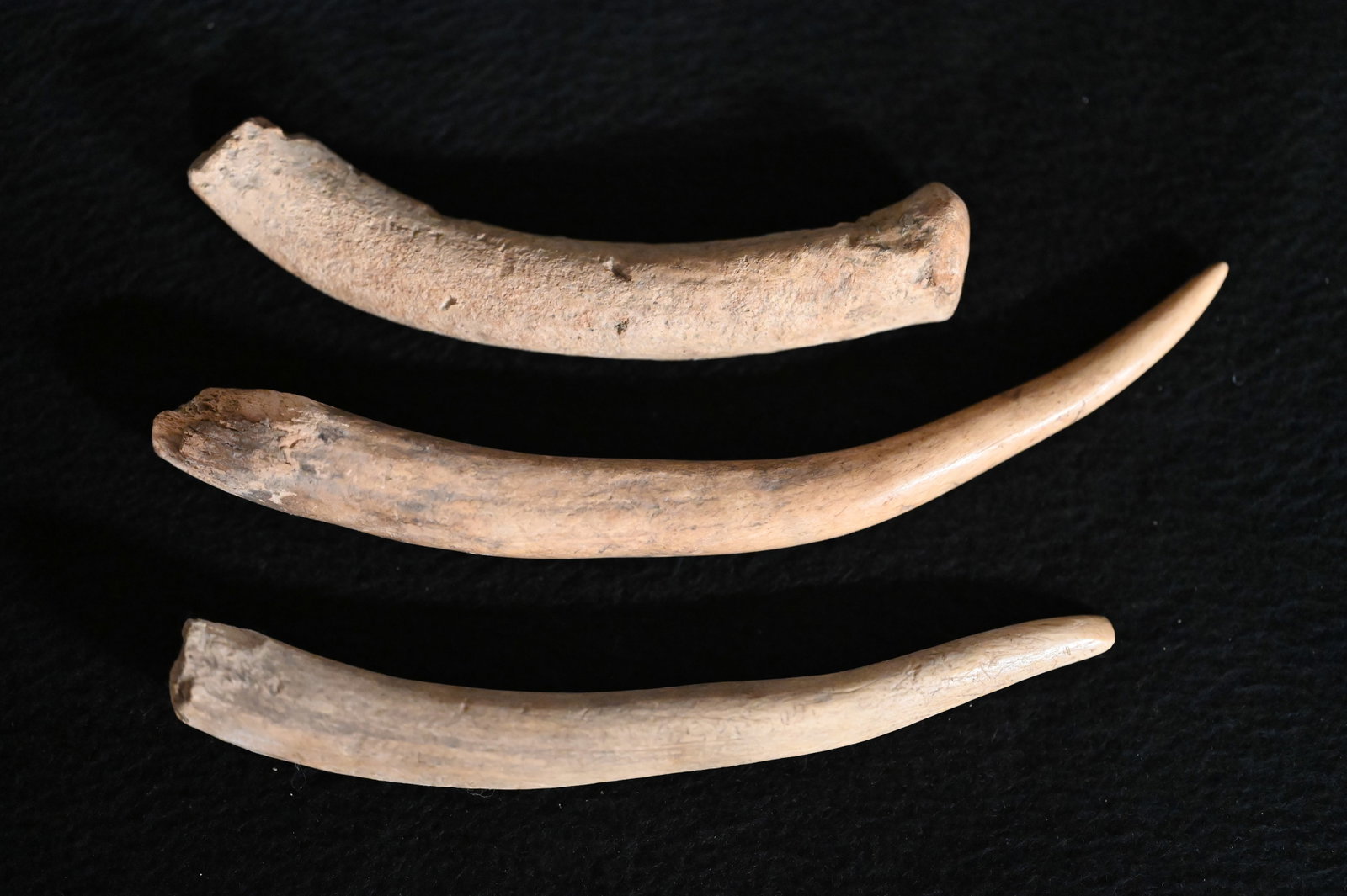 3 Antler Billets and Pressure Flakers Found in Pulaski Co. Illinois. Longest is 6 3/4" Ex Drake: 3 Antler Billets and Pressure Flakers Found in Pulaski Co. Illinois. Longest is 6 3/4" Ex Drake Terwelp Collection.