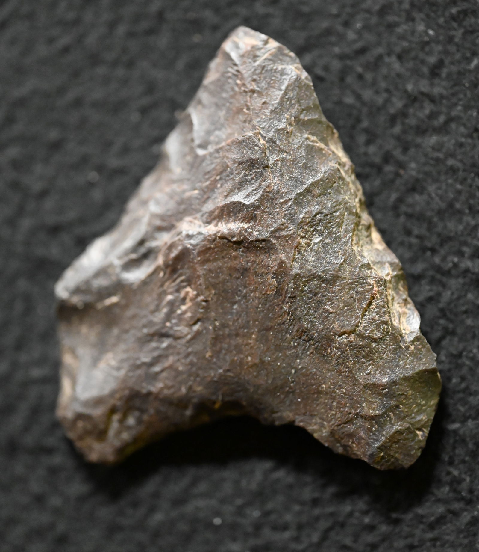 2 1/16" Columbia Mule Ear Found in Oregon Ex: Walt McIntyre Collection. (1 of 9)