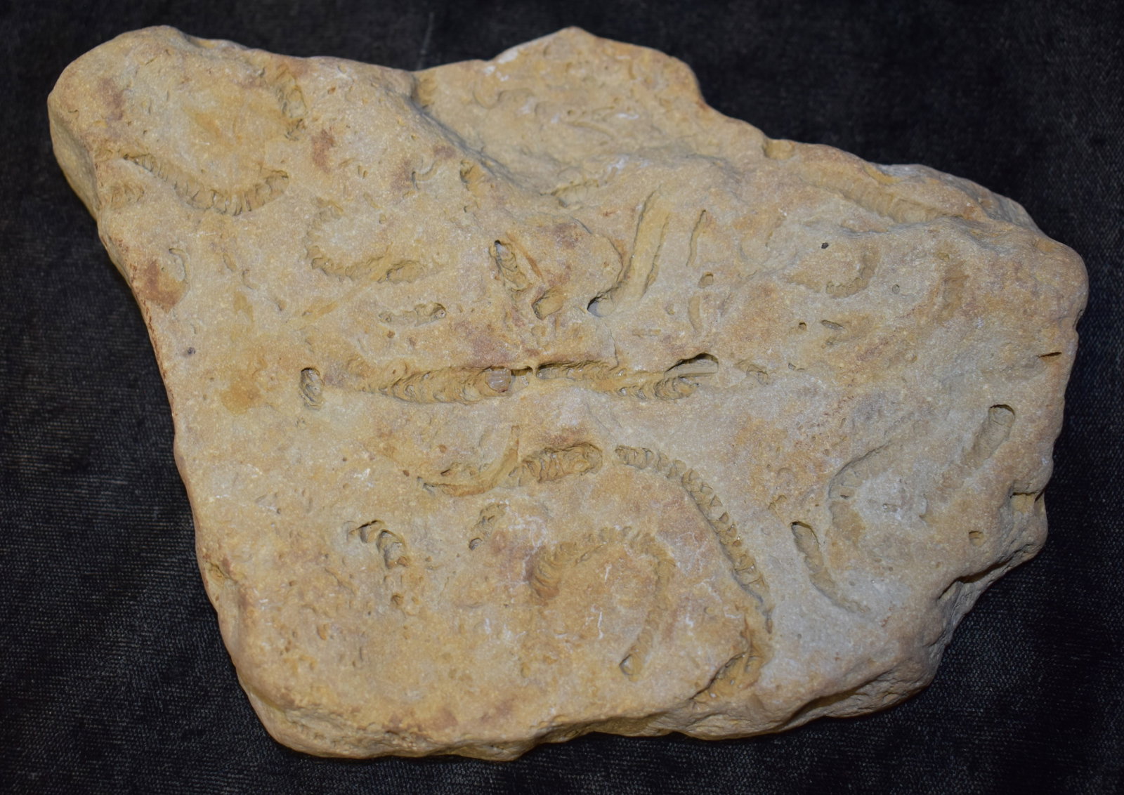 500 Million Year Old Palaeoscolecid Trace Fossil Cluster w/ Petrified Spine (1 of 5)
