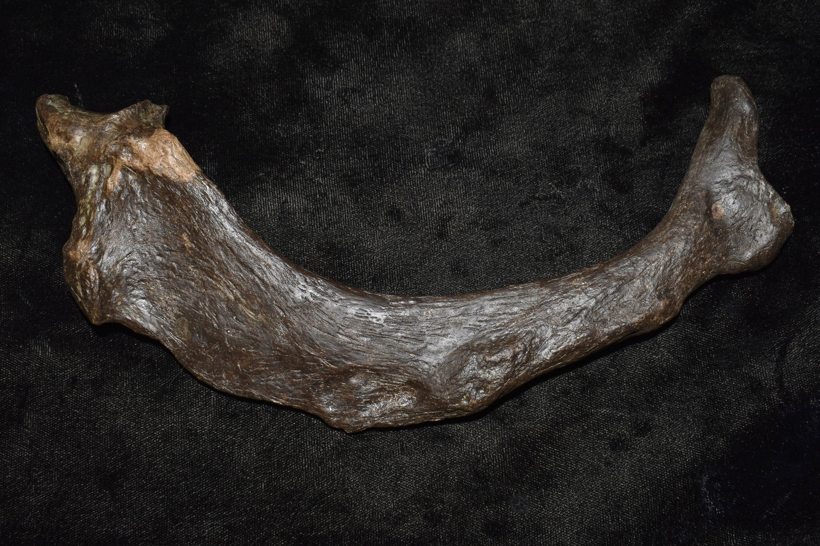 Extinct Giant Ground Sloth Upper Rib Bone Fossil Found in Iowa: Extinct Giant Ground Sloth Upper Rib Bone Found in Iowa. A very nice specimen as shown in photos. The giant ground sloth that once roamed Iowa is known as Megalonyx jeffersonii, or Jefferson’s giant