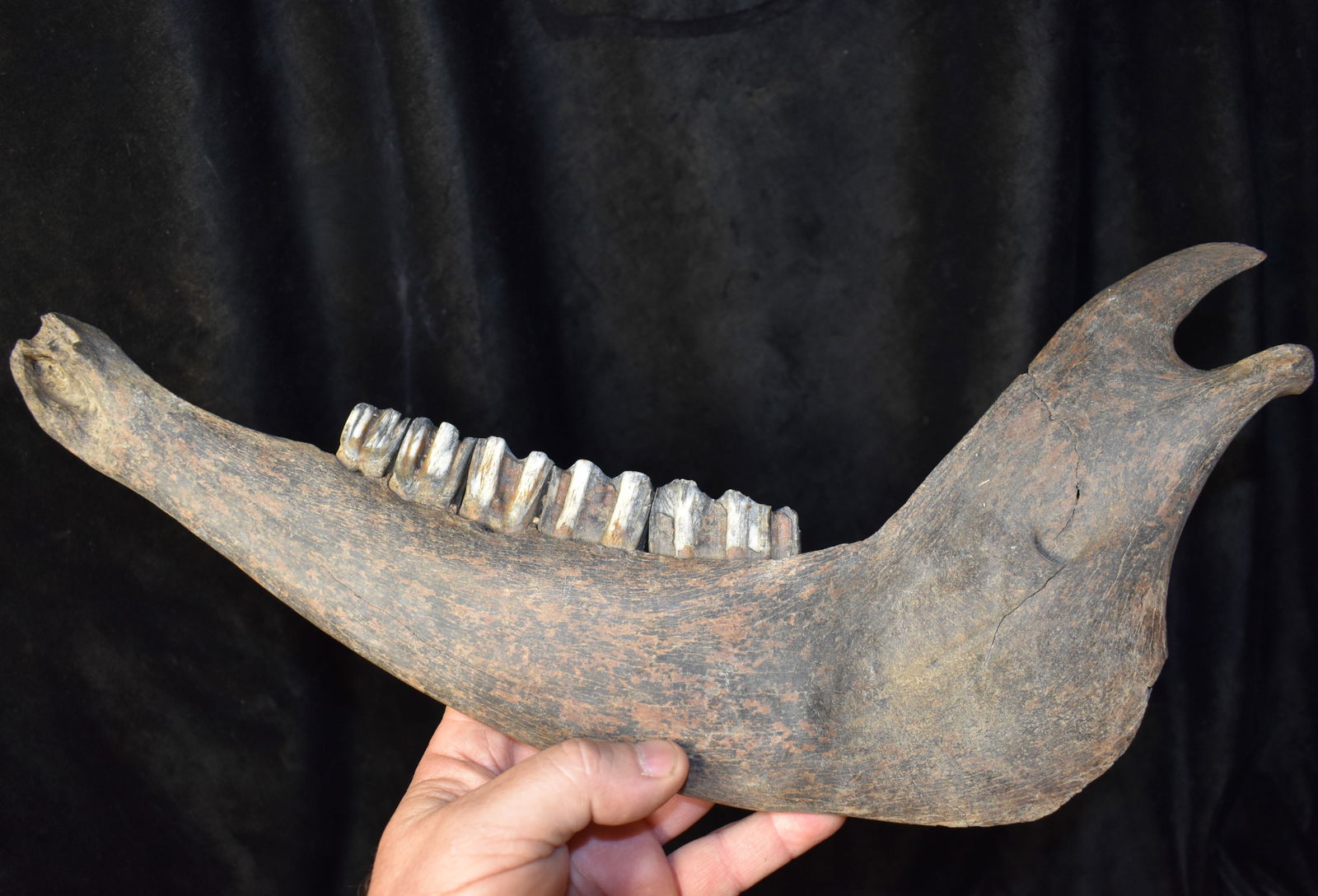 16" 1000+ Year Old Bison Jaw Bone found in SW Iowa: 16" American Bison Jaw Bone found in SW Iowa. From the area that it was exposed this jaw bone is a thousand years old or older. Bison jaws havnt changed much since the last ice age. Found in a river w
