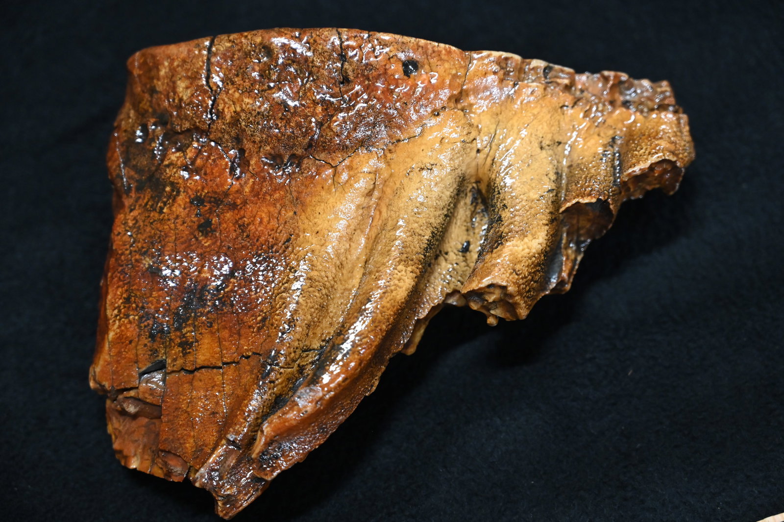 Woolly Mammoth Molar Tooth Fossil Found in SE Iowa. 6 3/4" wide x 5" tall.: Woolly Mammoth Molar Tooth Found in SE Iowa. 6 3/4" wide x 5" tall.