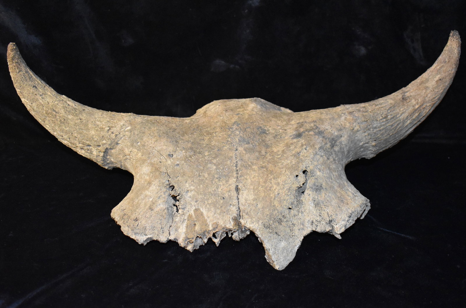 24" Extinct Ancient Bison Bison Skull found in Iowa: The Ancient Bison Bison went extinct in Iowa around 700 years ago in SW Iowa. The American Bison or Buffalo were last seen in the 1860's. There is a distinct difference between the modern buffalo and 