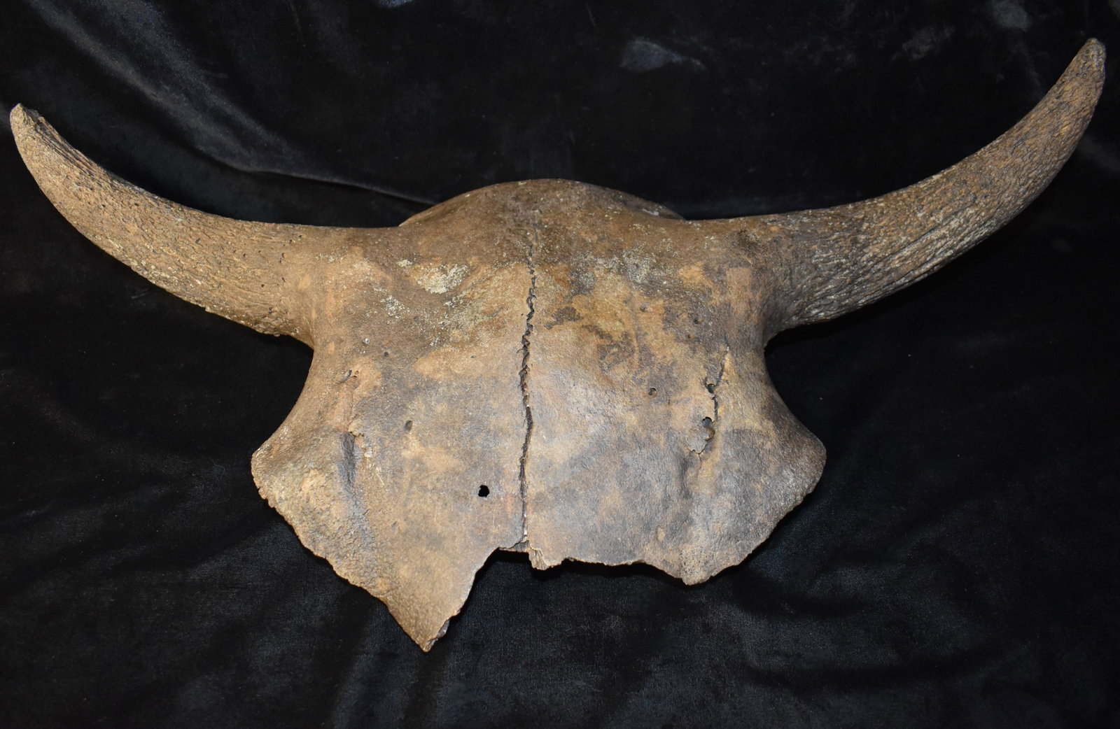 23" Extinct Ancient Bison Bison Skull found in Iowa: The Ancient Bison Bison went extinct in Iowa around 700 years ago in SW Iowa. The American Bison or Buffalo were last seen in the 1860's. There is a distinct difference between the modern buffalo and 