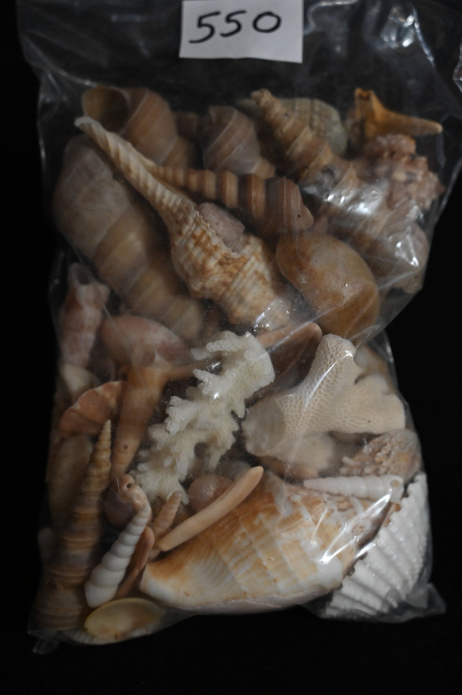 Mixed Bag of Sea Shells Found in The Red Sea Area.: Mixed Bag of Sea Shells Found in The Red Sea Area.