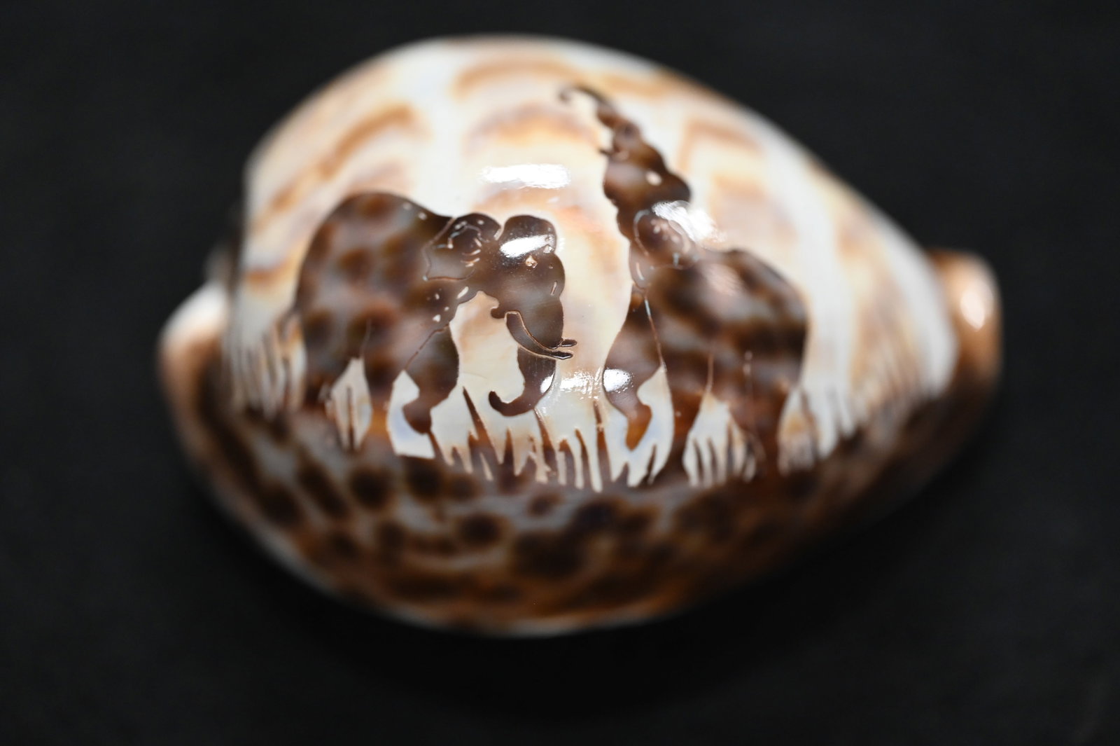 Cowrie Sea Shell with Elephant Carving 3 1/8" long 1 3/4" tall. Very well done carving.: Cowrie Sea Shell with Elephant Carving 3 1/8" long 1 3/4" tall. Very well done carving.