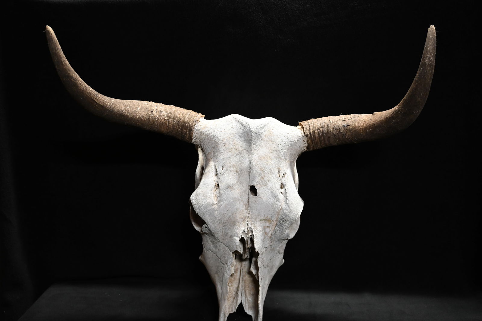 24" Horned Cow Skull From Meeteetse Wyoming (1 of 6)