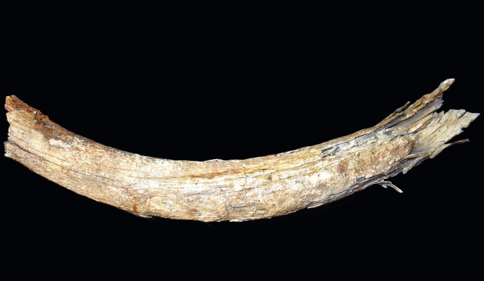 3 Foot Extinct Mastadon Tusk Fossil found in Eastern Missouri: Found by Jeff Gower and Matt Lay on a gravel bar in Eastern Missouri. This specimen had been exposed to the elements for a period before it was found which caused the surface to crack up. Likely exper