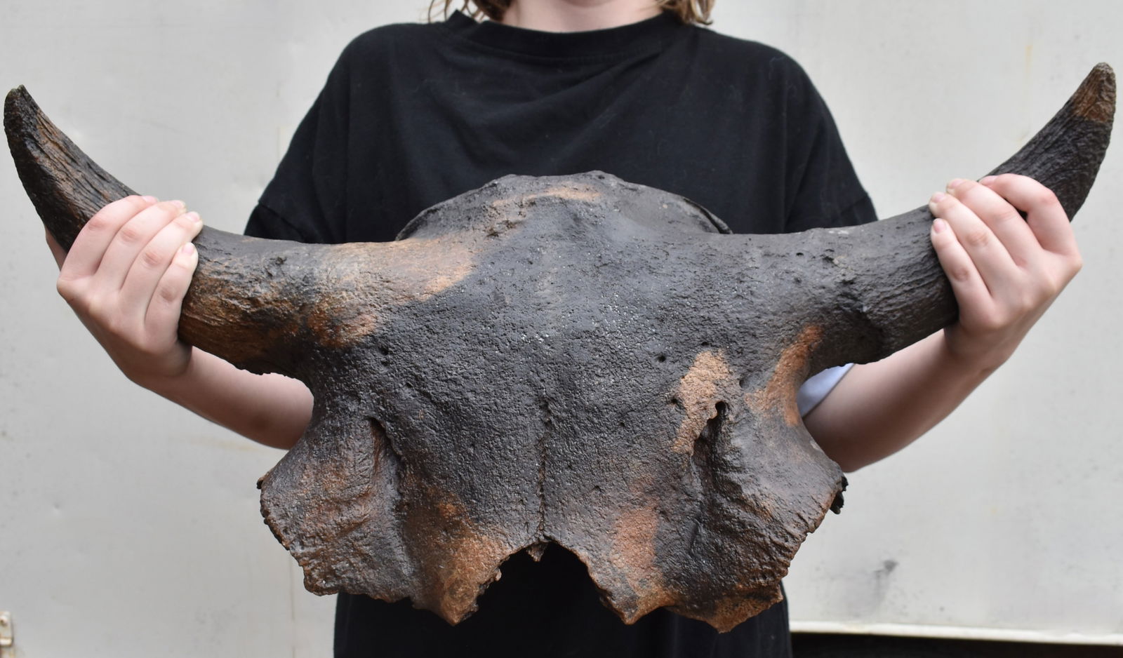 26"Extinct Occidentalis Bison Skull Fossil found in SW Iowa (1 of 10)