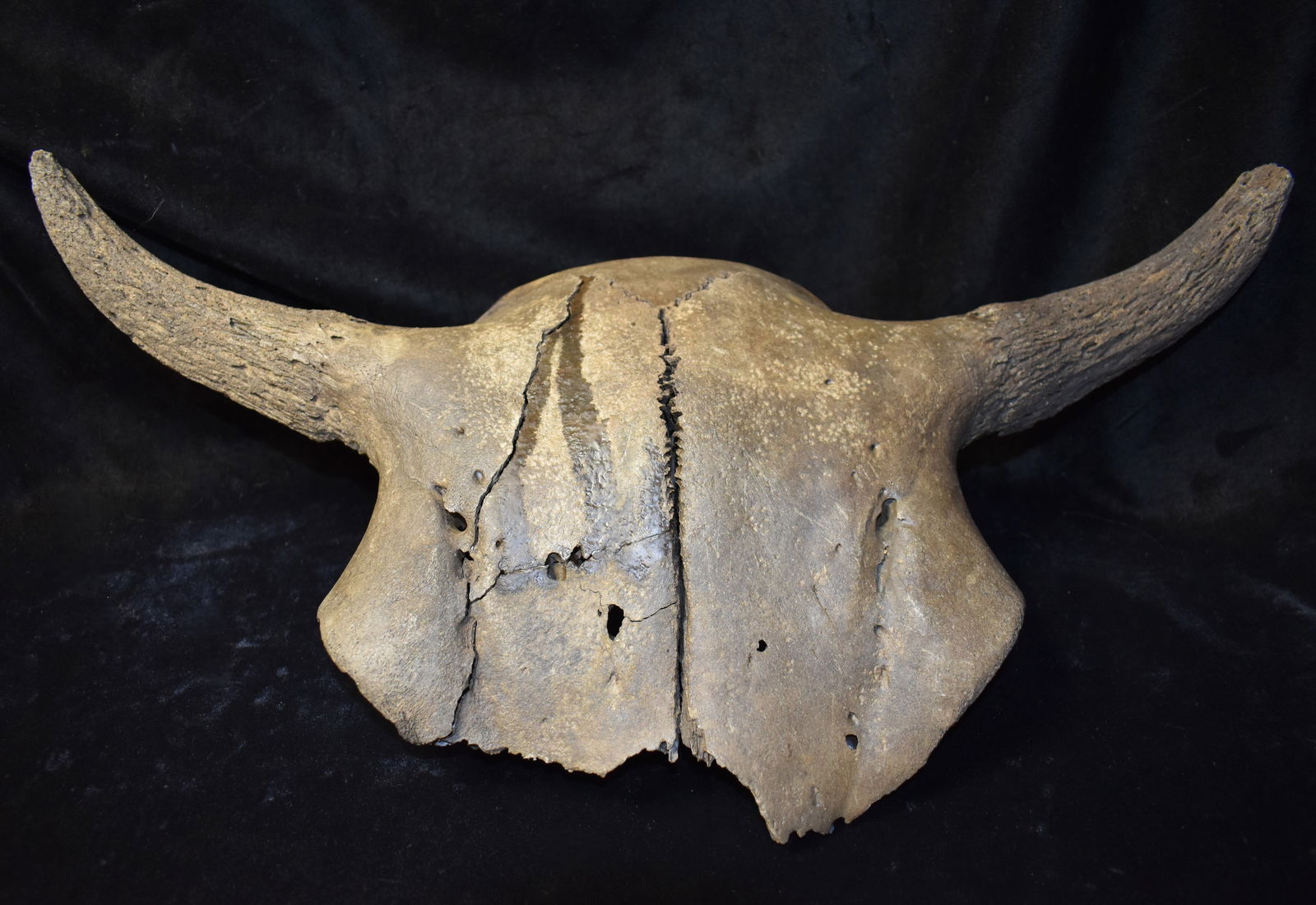20" Extinct Ancient Bison Bison Skull found in Iowa (1 of 8)