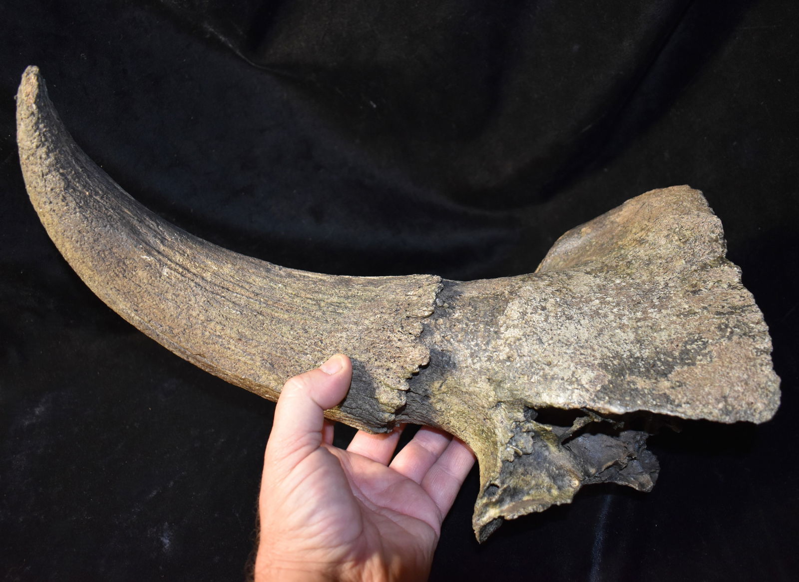 Extinct Occidentalis Bison Skull Horn Fossil found in SW Iowa (1 of 7)