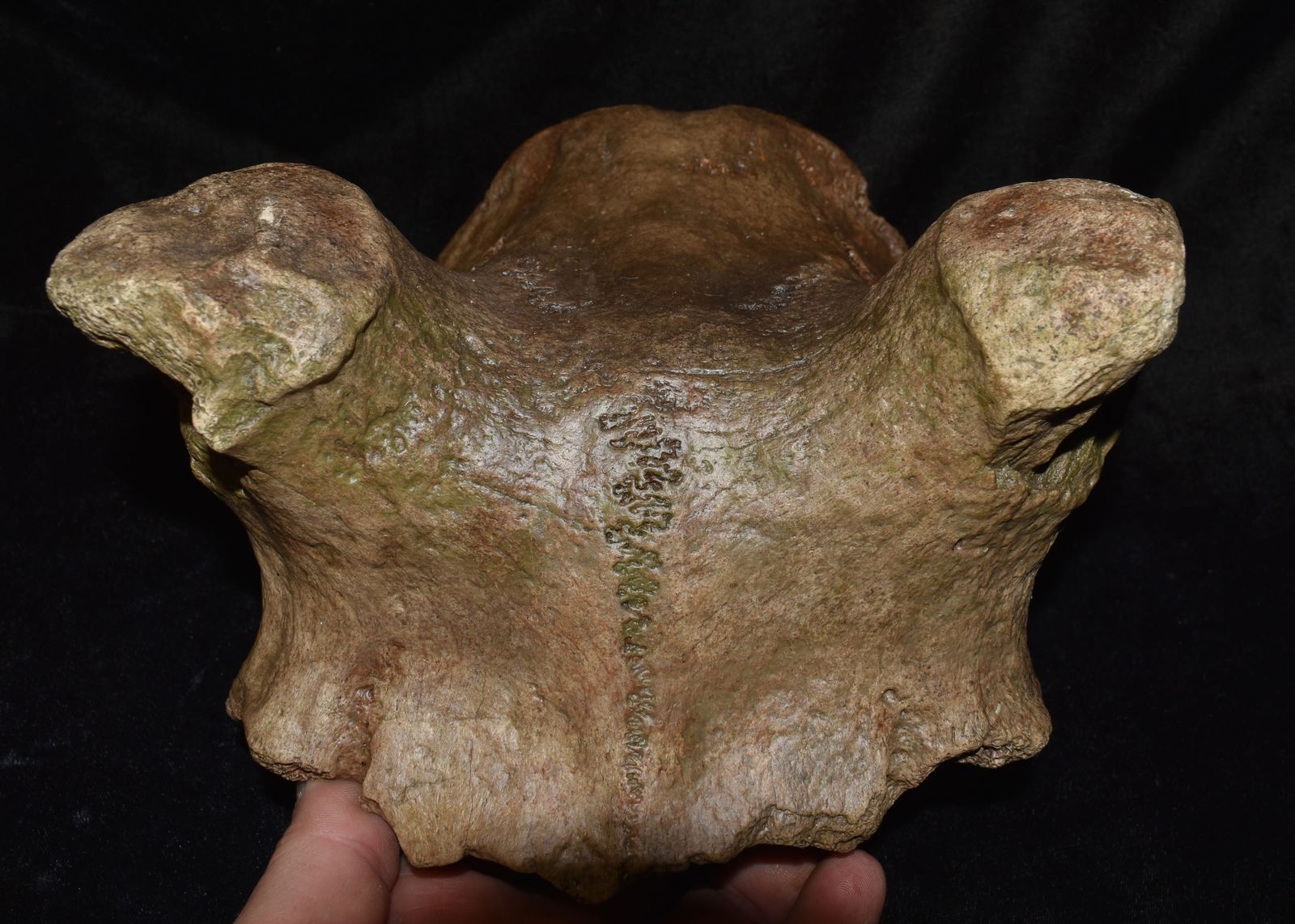 Extinct Eastern Elk Skull Fossil w/ Horn Nubs found in SW Iowa (1 of 7)