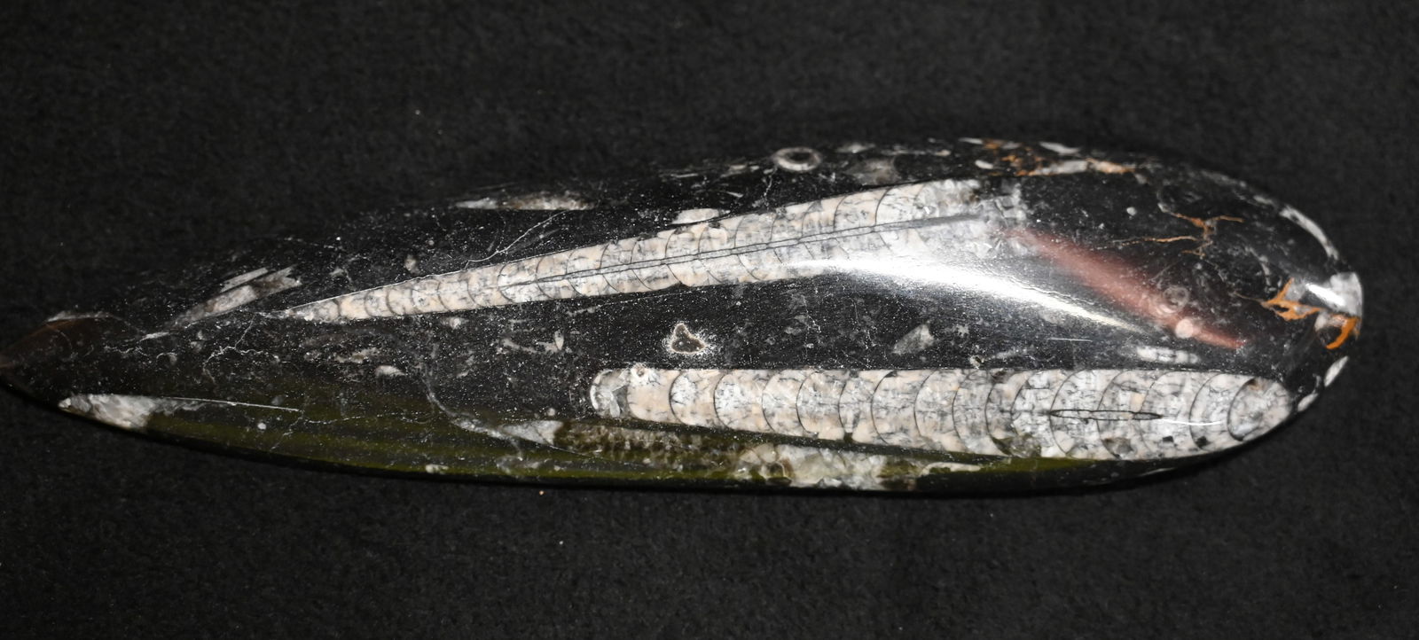 9 1/4"  Polished Orthoceras Squid Fossil 450 Million years old. (1 of 5)