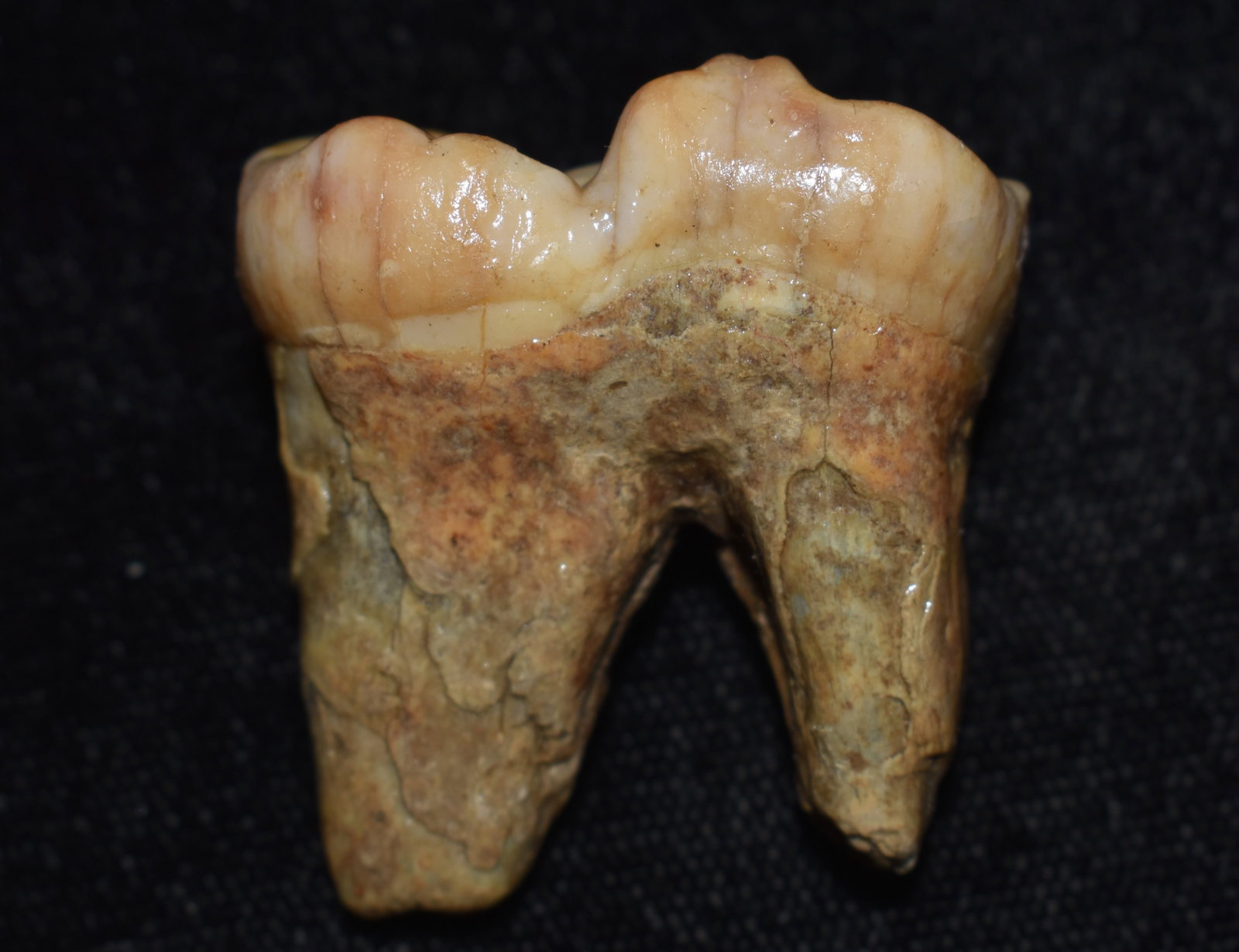 Extinct Pleistocene Cave Bear Tooth recovered from the Carpath Mountains in Romania: Extinct Pleistocene Cave Bear Tooth recovered from the Carpath Mountains in Romania. Ursus spelaeus, commonly known as the cave bear, is a prehistoric species of bear that lived in Europe and Asia dur