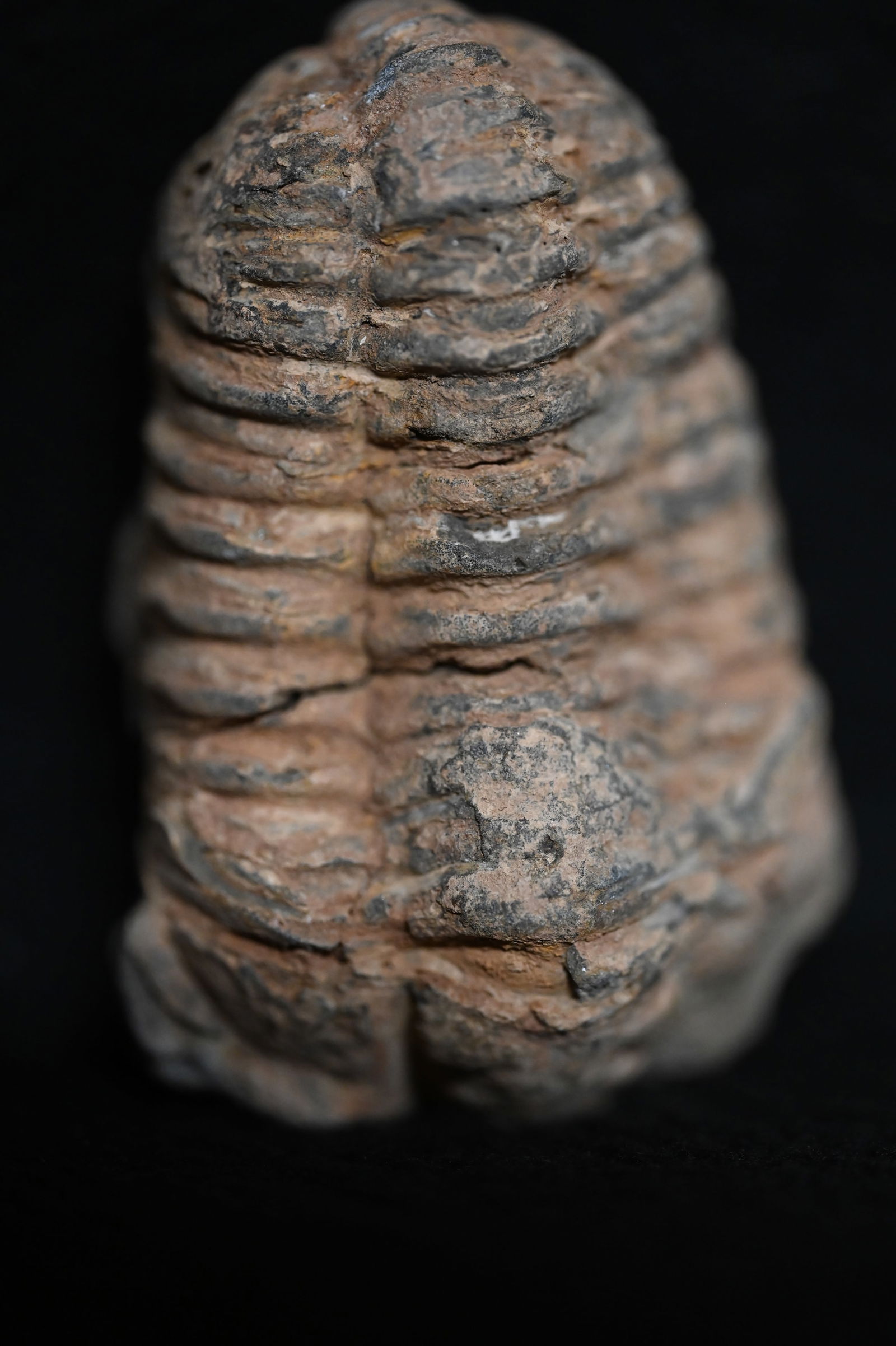 2 1/2" Extinct Trilobite Fossil of the Anthropod Group (1 of 5)