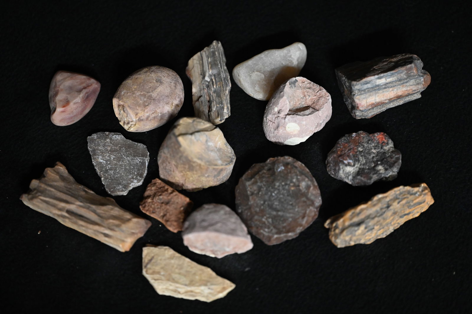 Petrified Palm Wood with Possible Dinosaur Bone Fossils.: Petrified Palm Wood with Possible Dinosaur Bone Fossils.