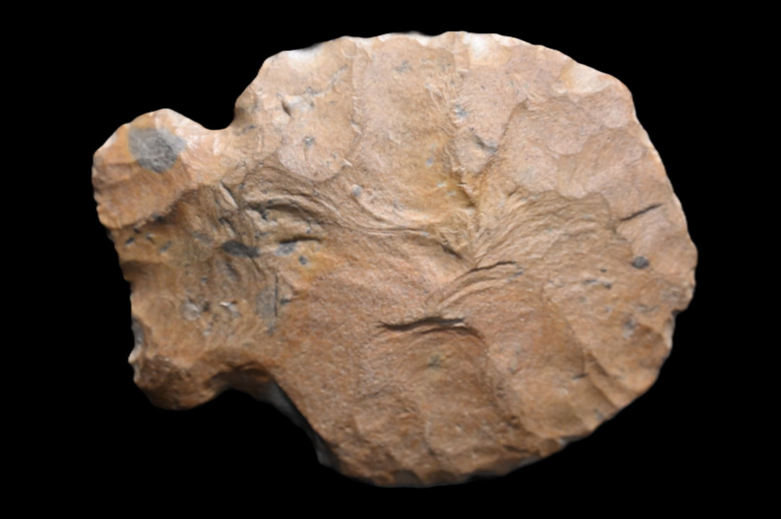 5 1/2" Notched Spade/Hoe Found in Lee Co. Iowa.  Heavy creek stain Ex: James Vroom Collcetion. (1 of 10)