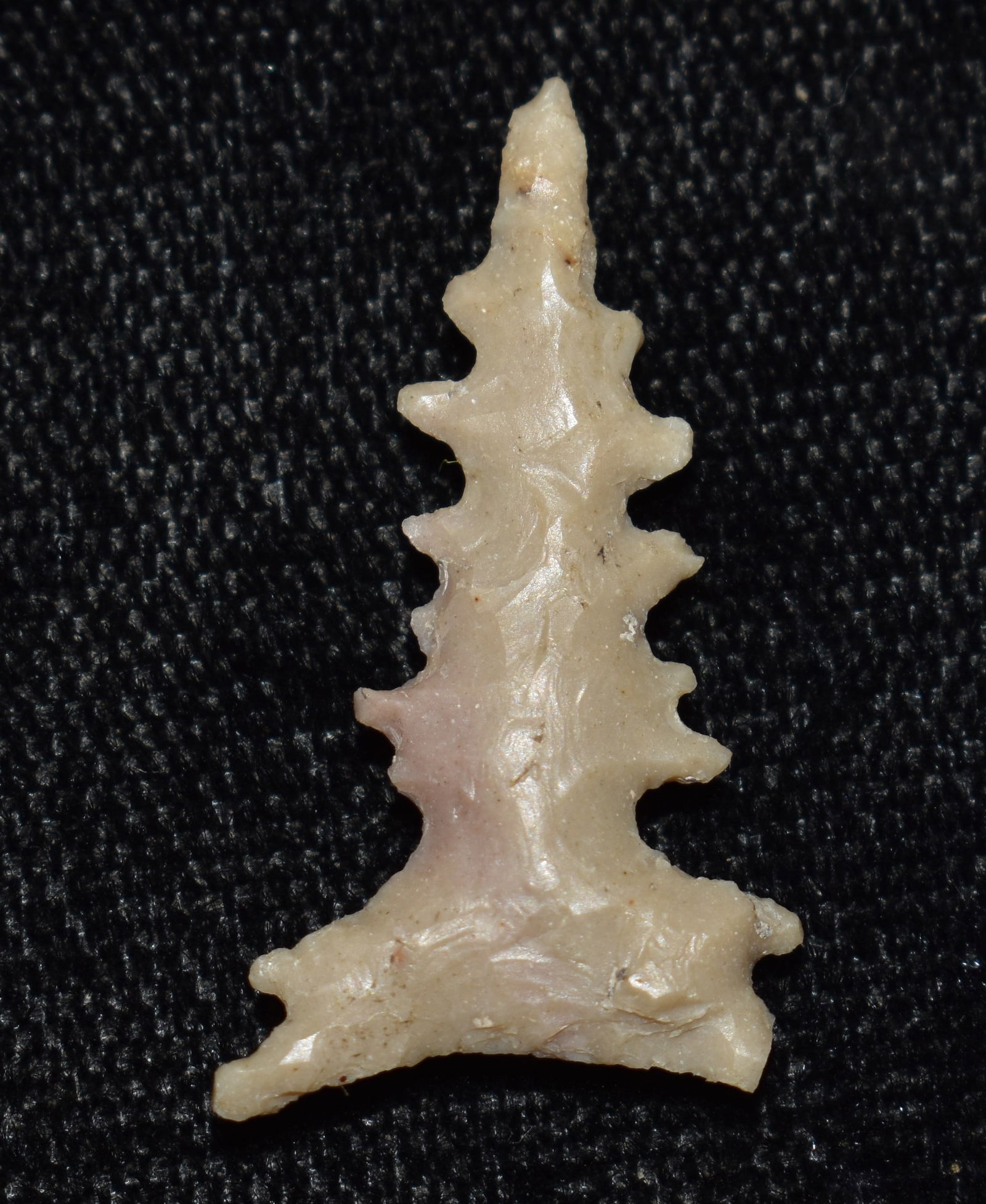 Fancy 1" Toyah Arrowhead found in Central Texas (1 of 7)